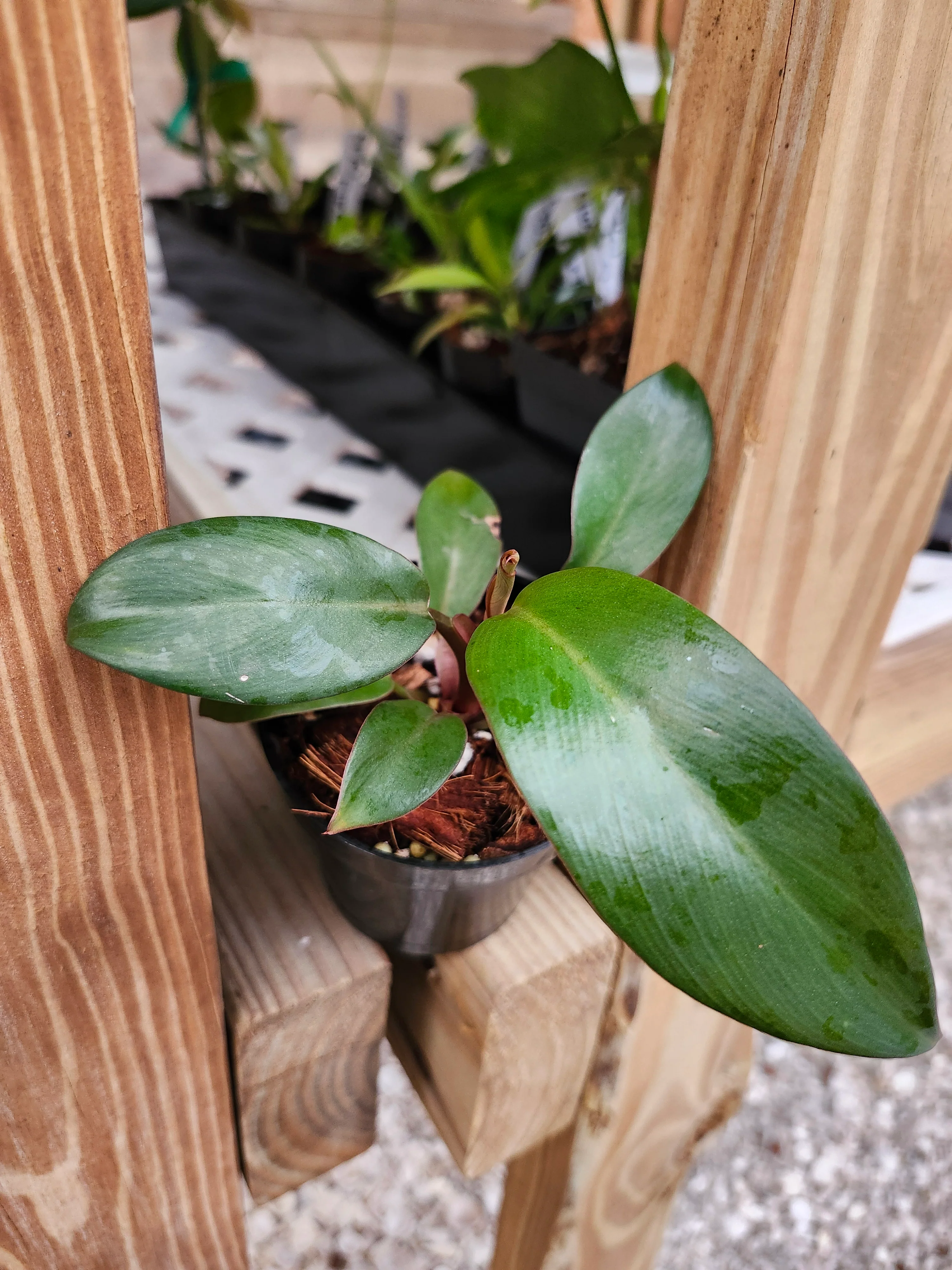 Black Cardinal Philodendron - Image 5