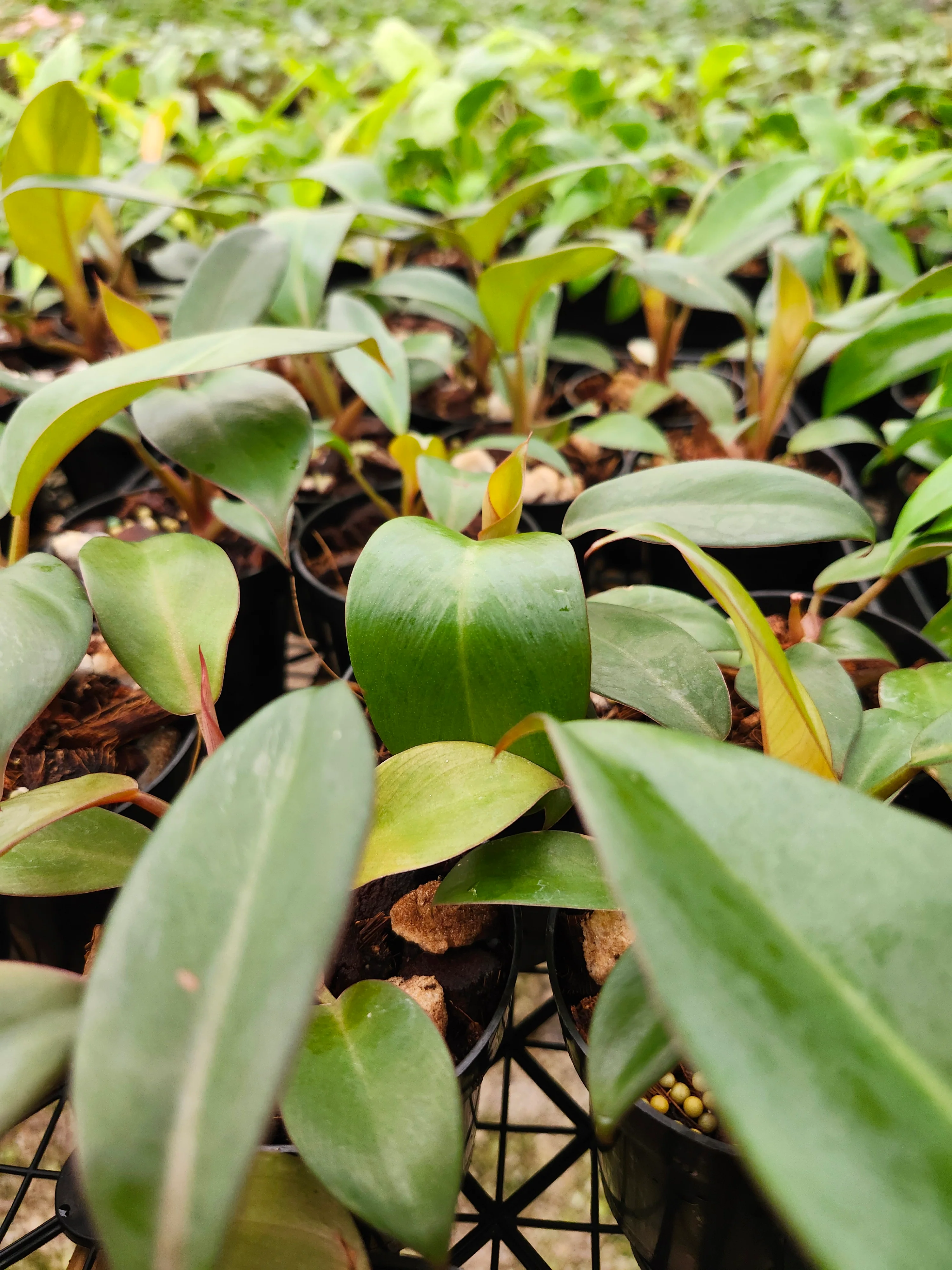 Black Cardinal Philodendron - Image 7