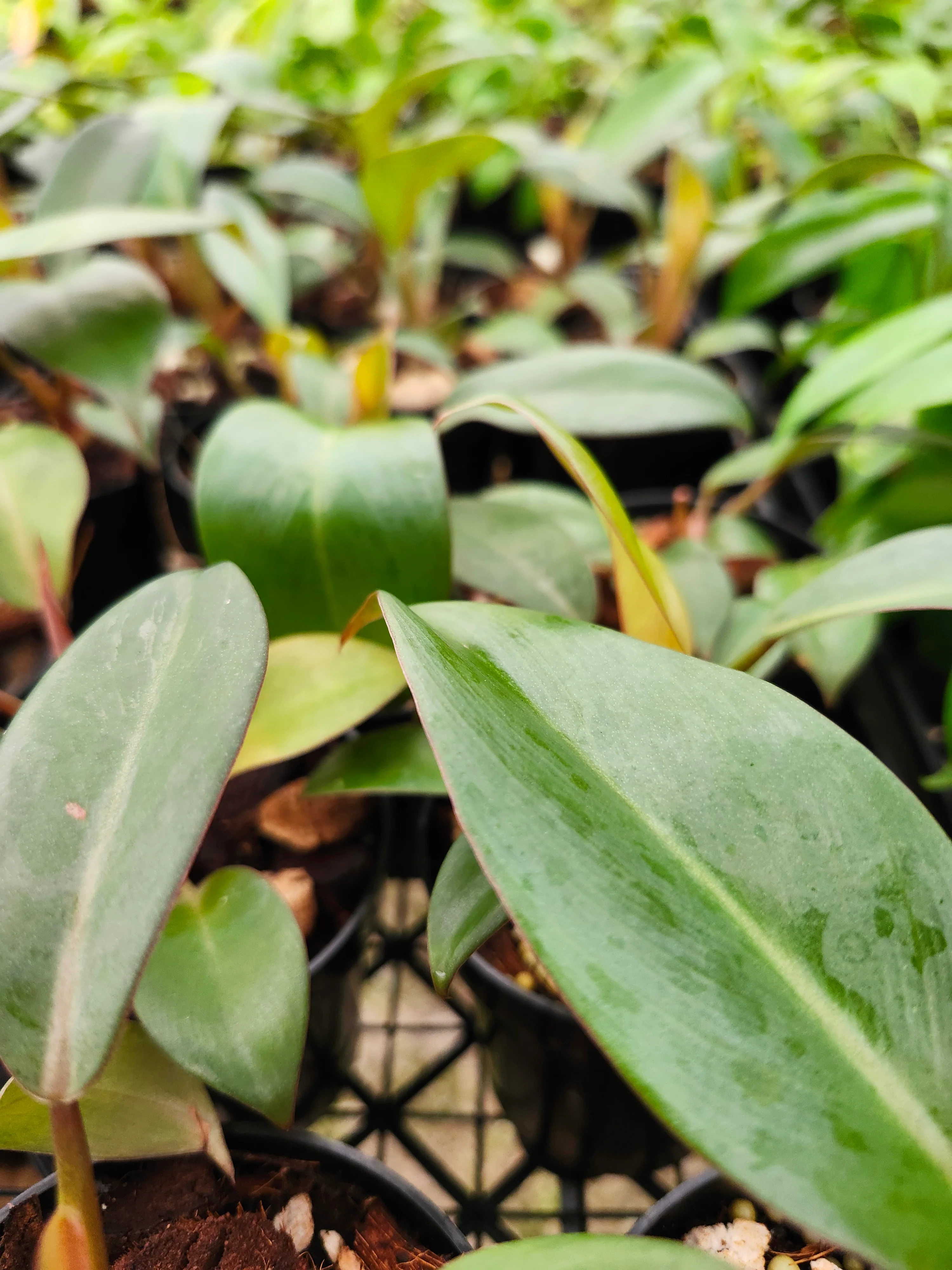 Black Cardinal Philodendron - Image 9