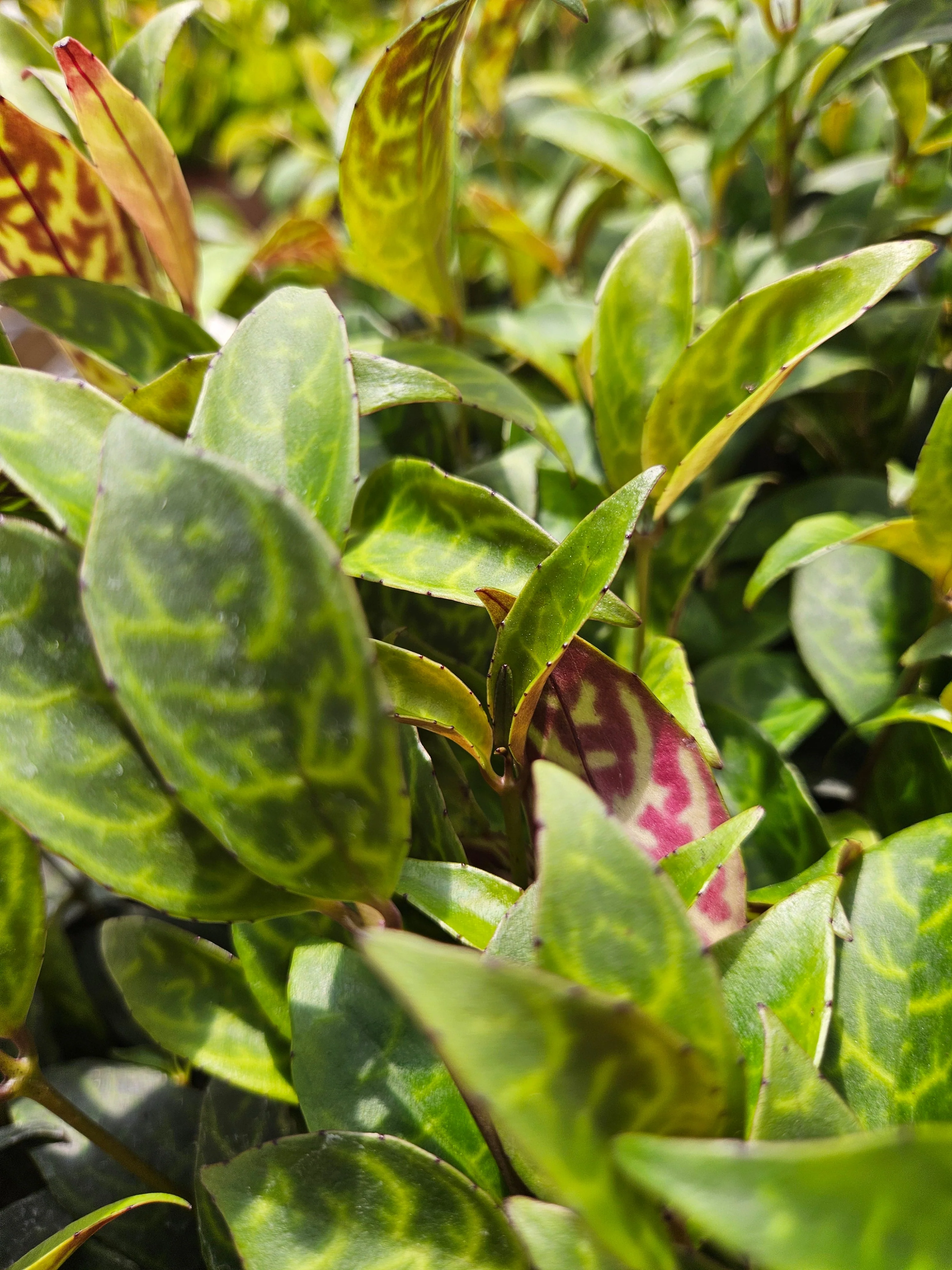 Black Pagoda Lipstick Plant - Image 2