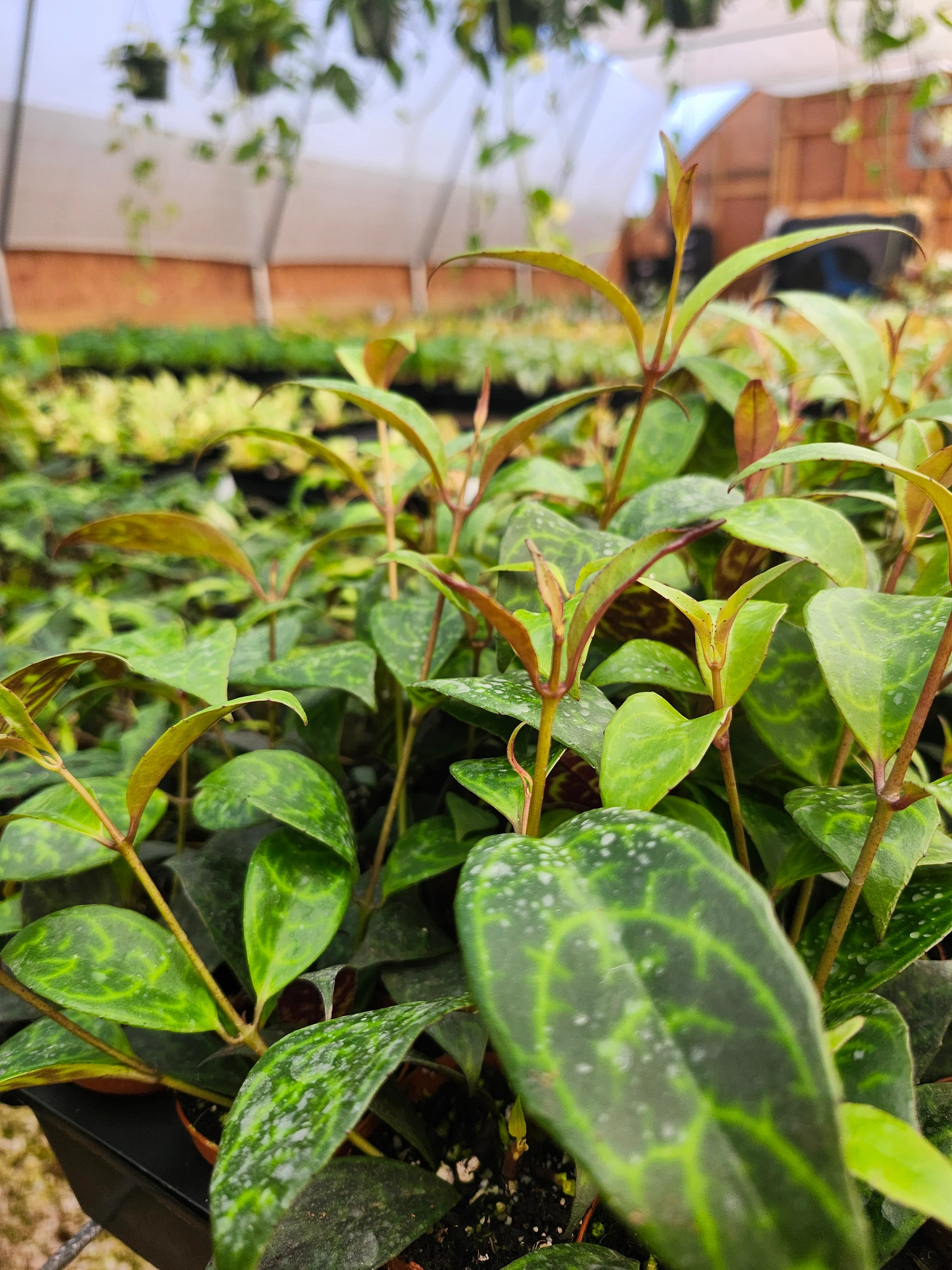 Black Pagoda Lipstick Plant - Image 3
