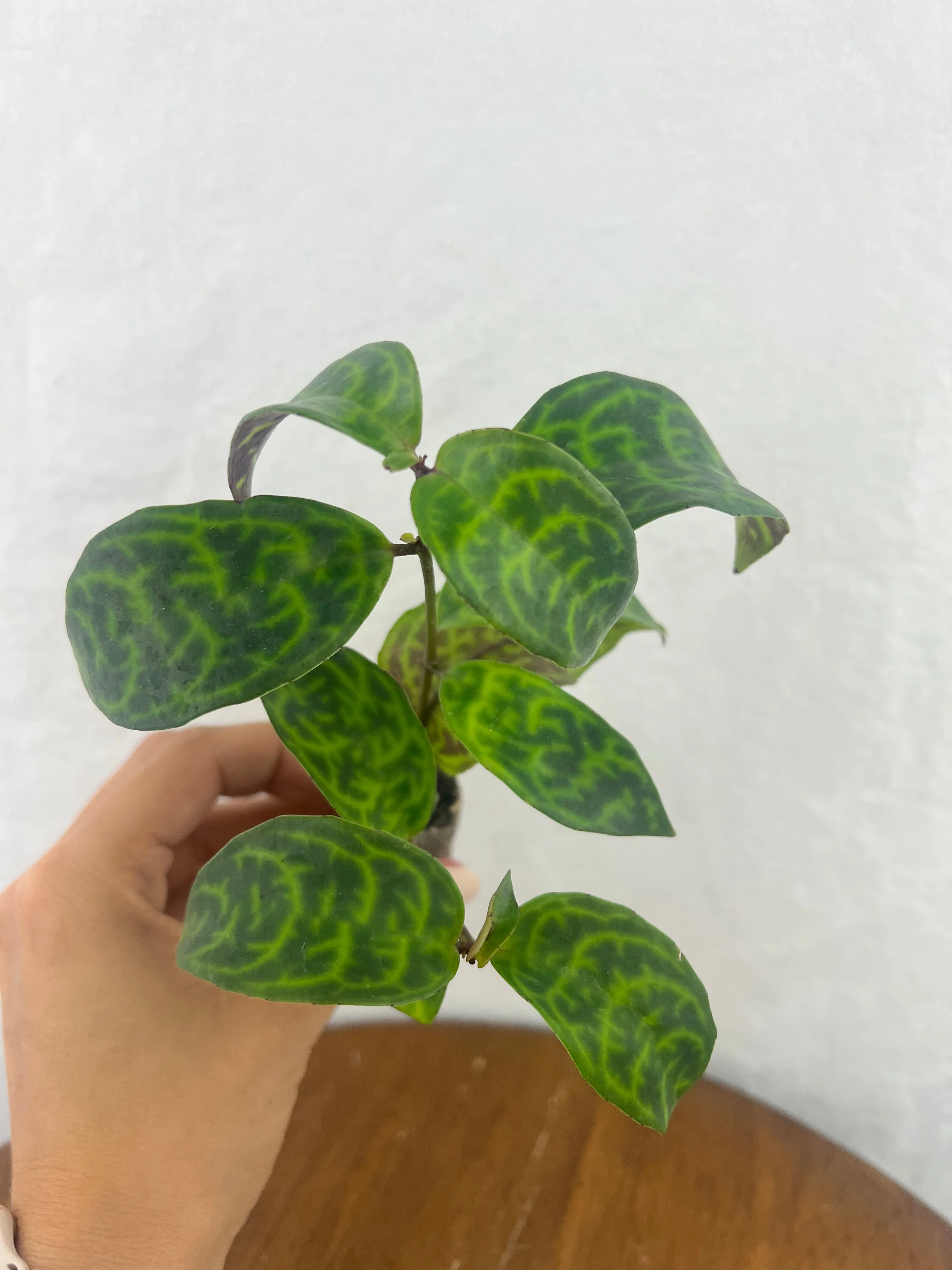 Black Pagoda Lipstick Plant - Image 4