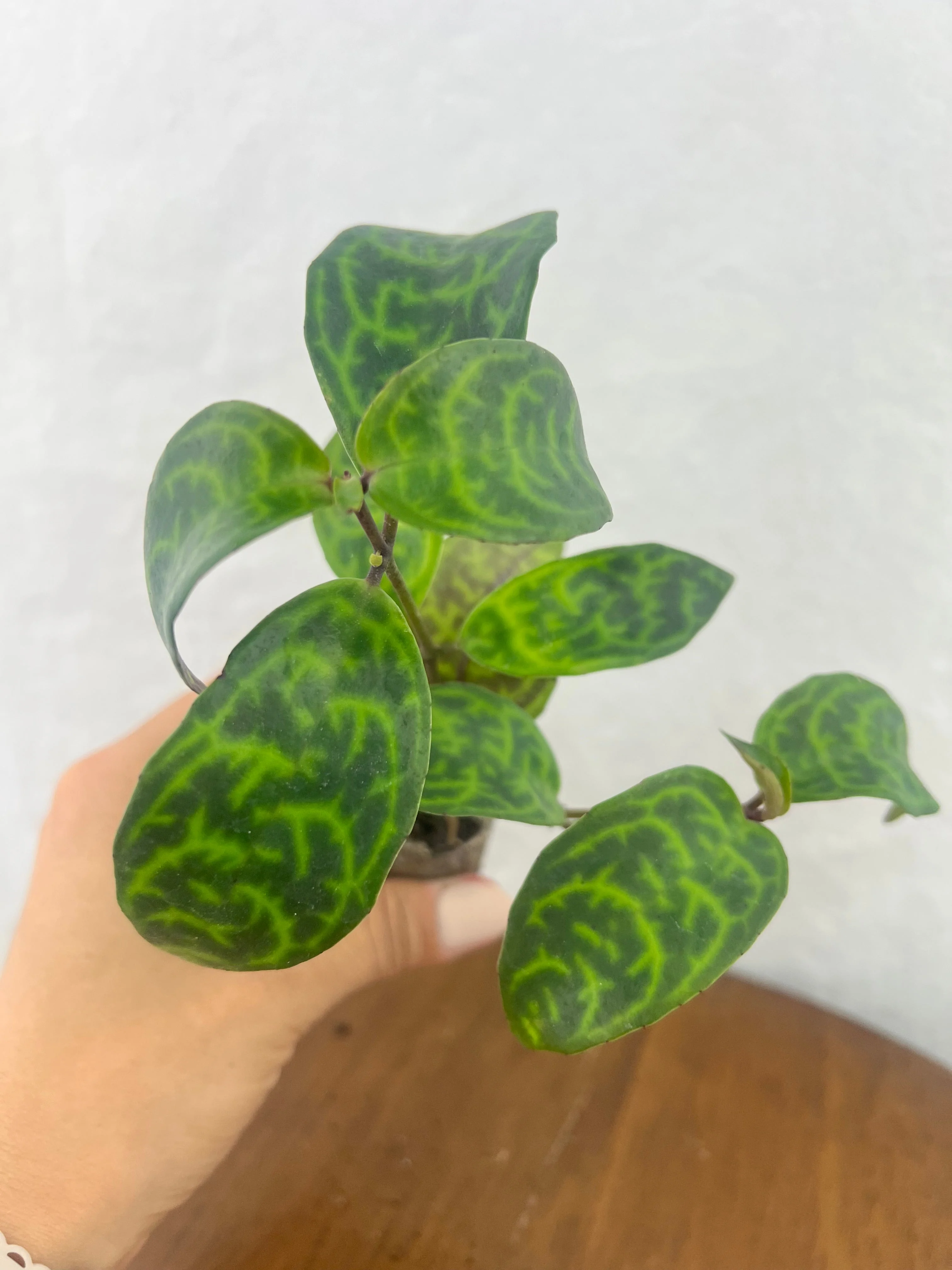Black Pagoda Lipstick Plant - Image 5