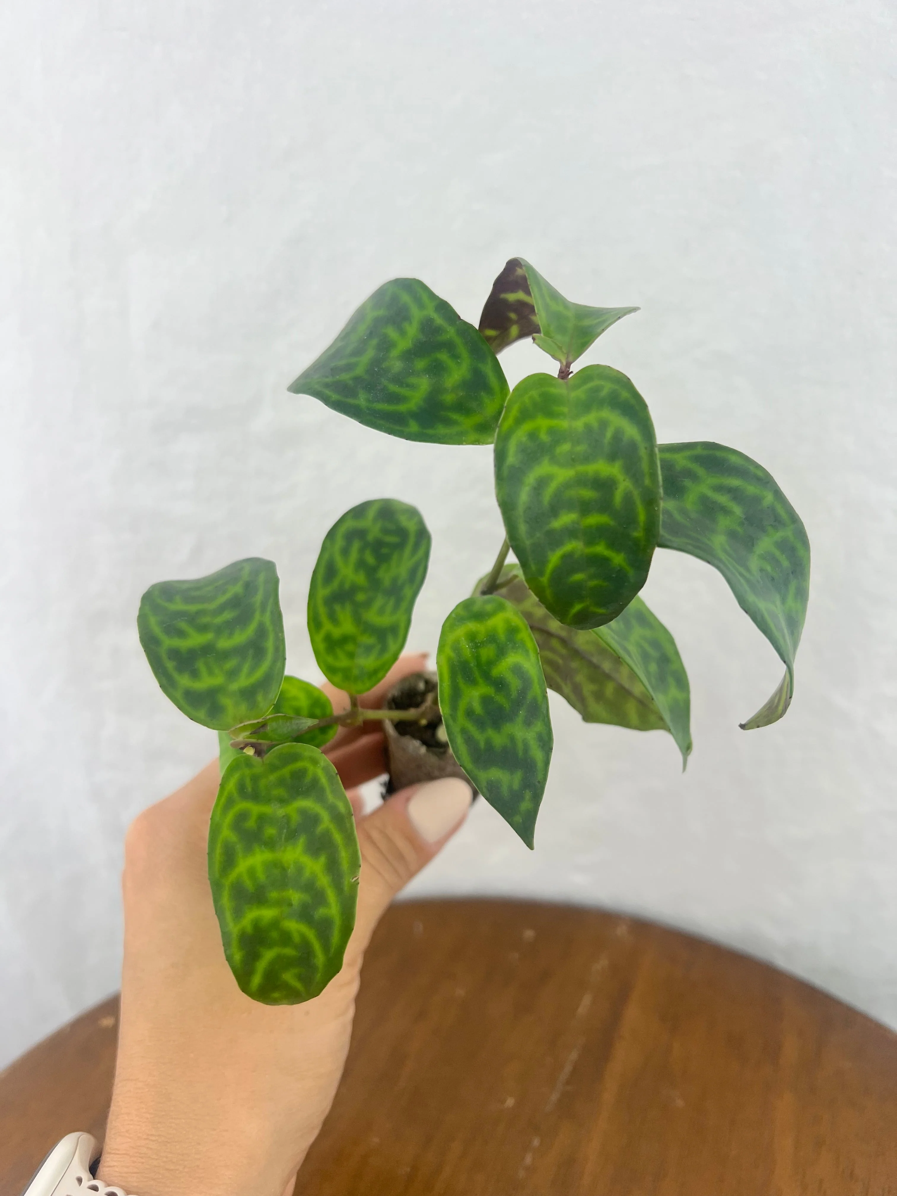 Black Pagoda Lipstick Plant - Image 6