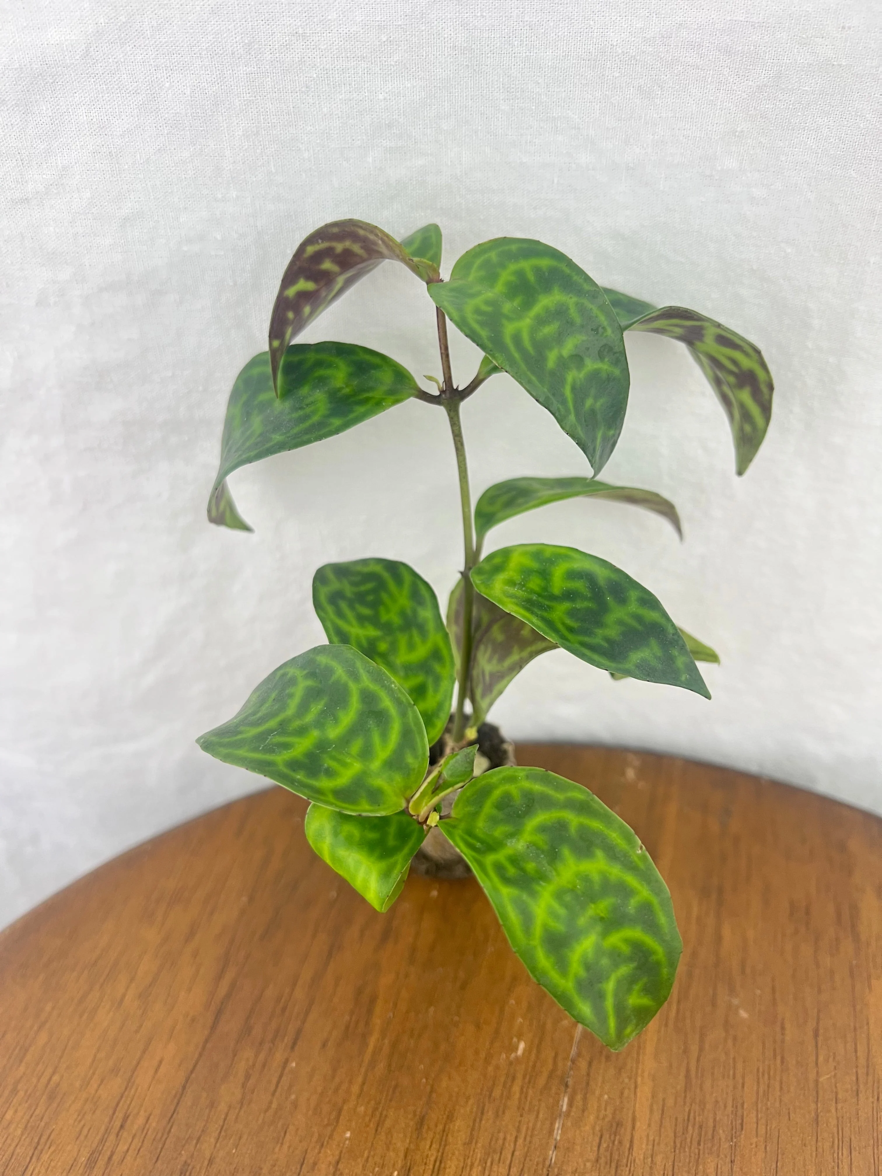 Black Pagoda Lipstick Plant - Image 7