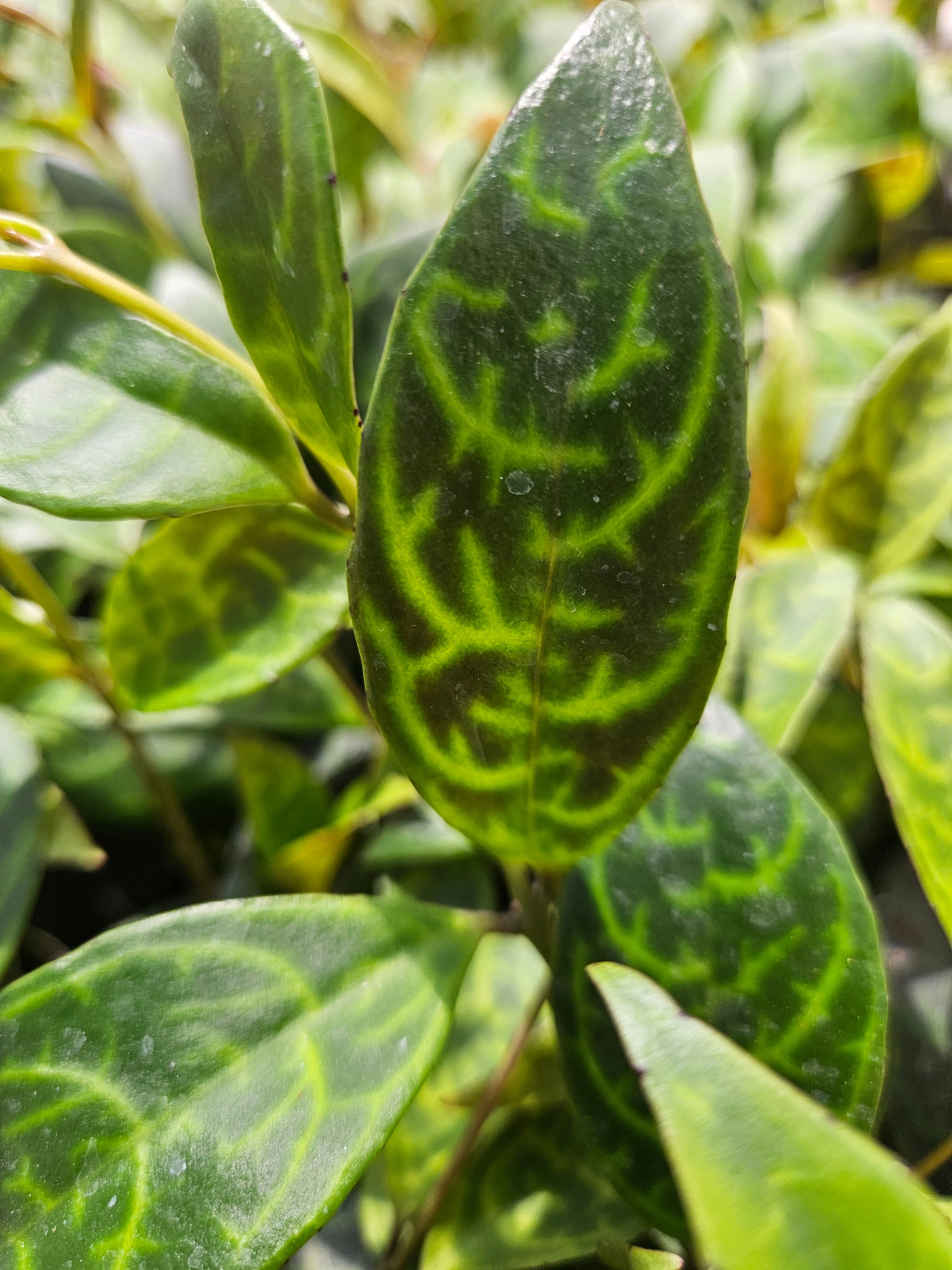 Black Pagoda Lipstick Plant - Image 8