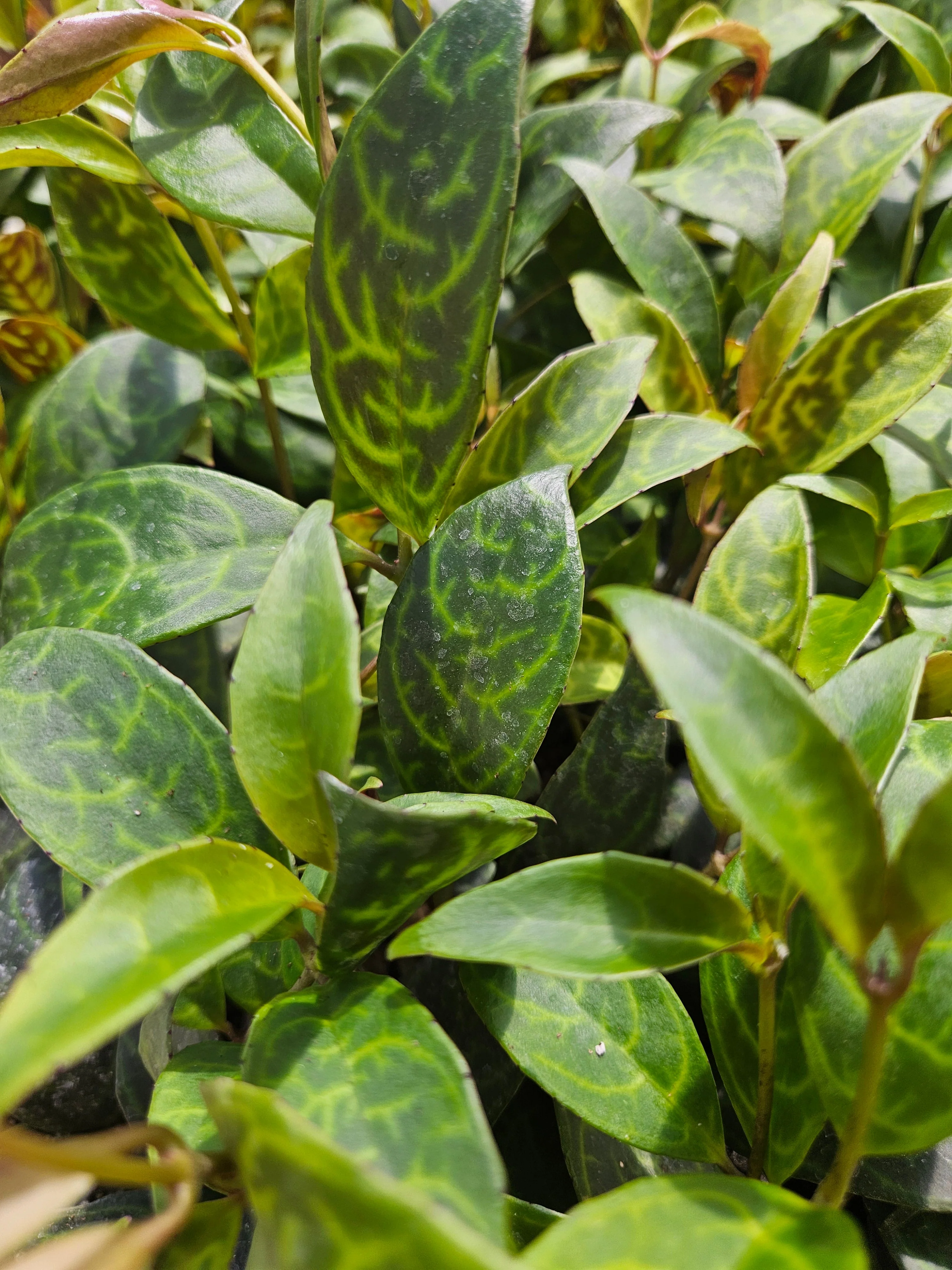 Black Pagoda Lipstick Plant - Image 9