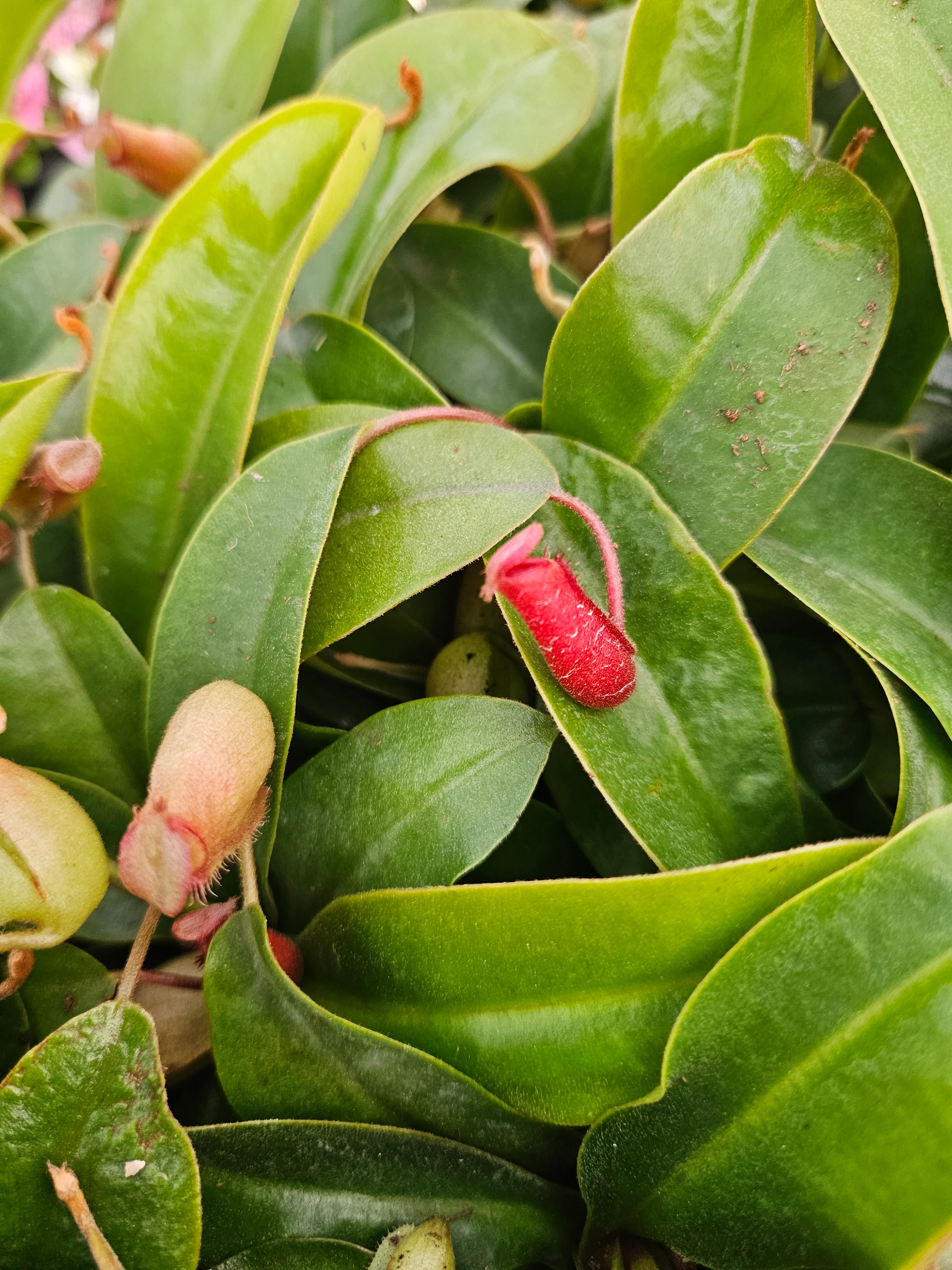 Bloody Mary Pitcher Plant (Nepenthes)