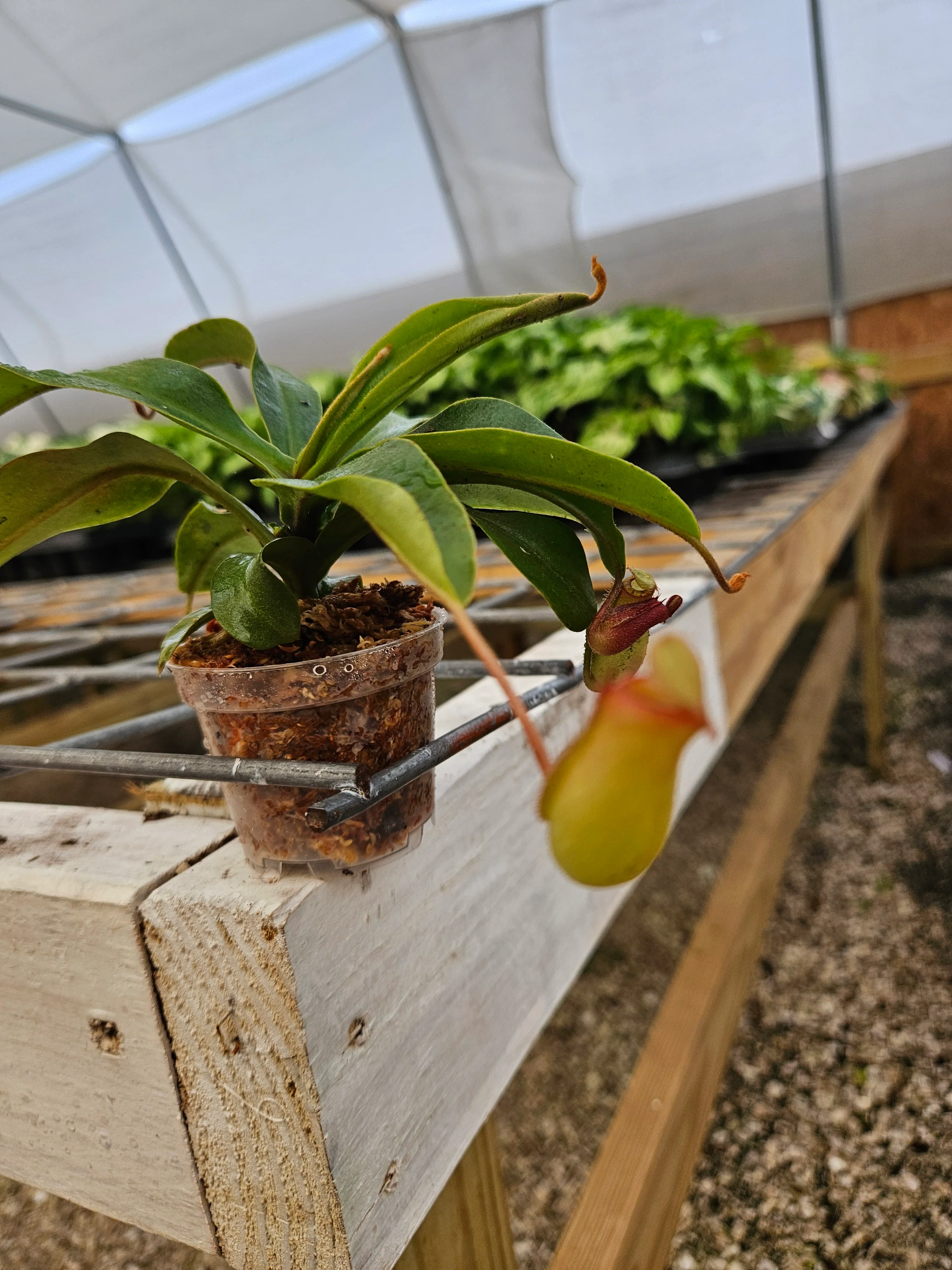 Bloody Mary Pitcher Plant (Nepenthes) - Image 2