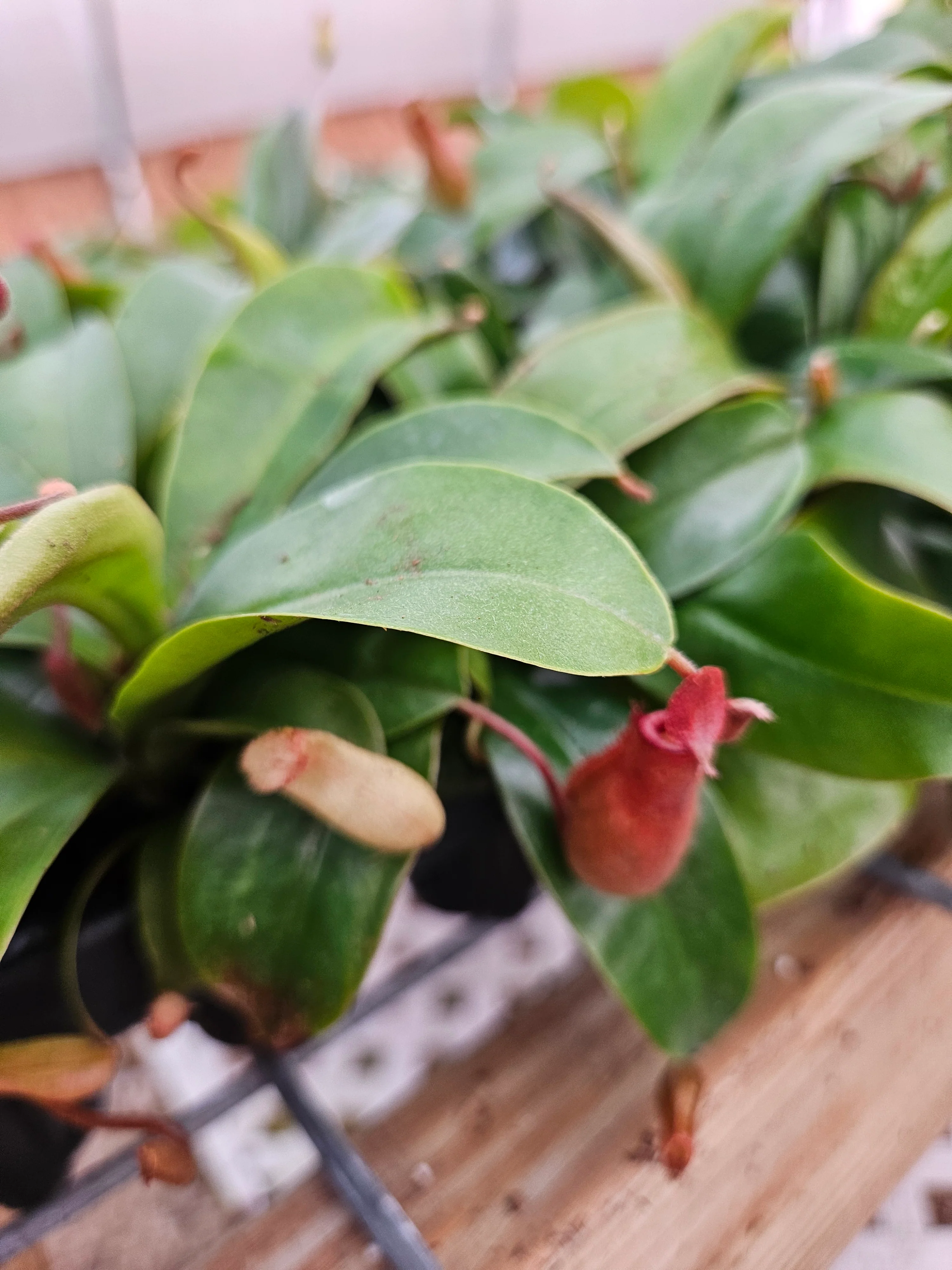 Bloody Mary Pitcher Plant (Nepenthes) - Image 6