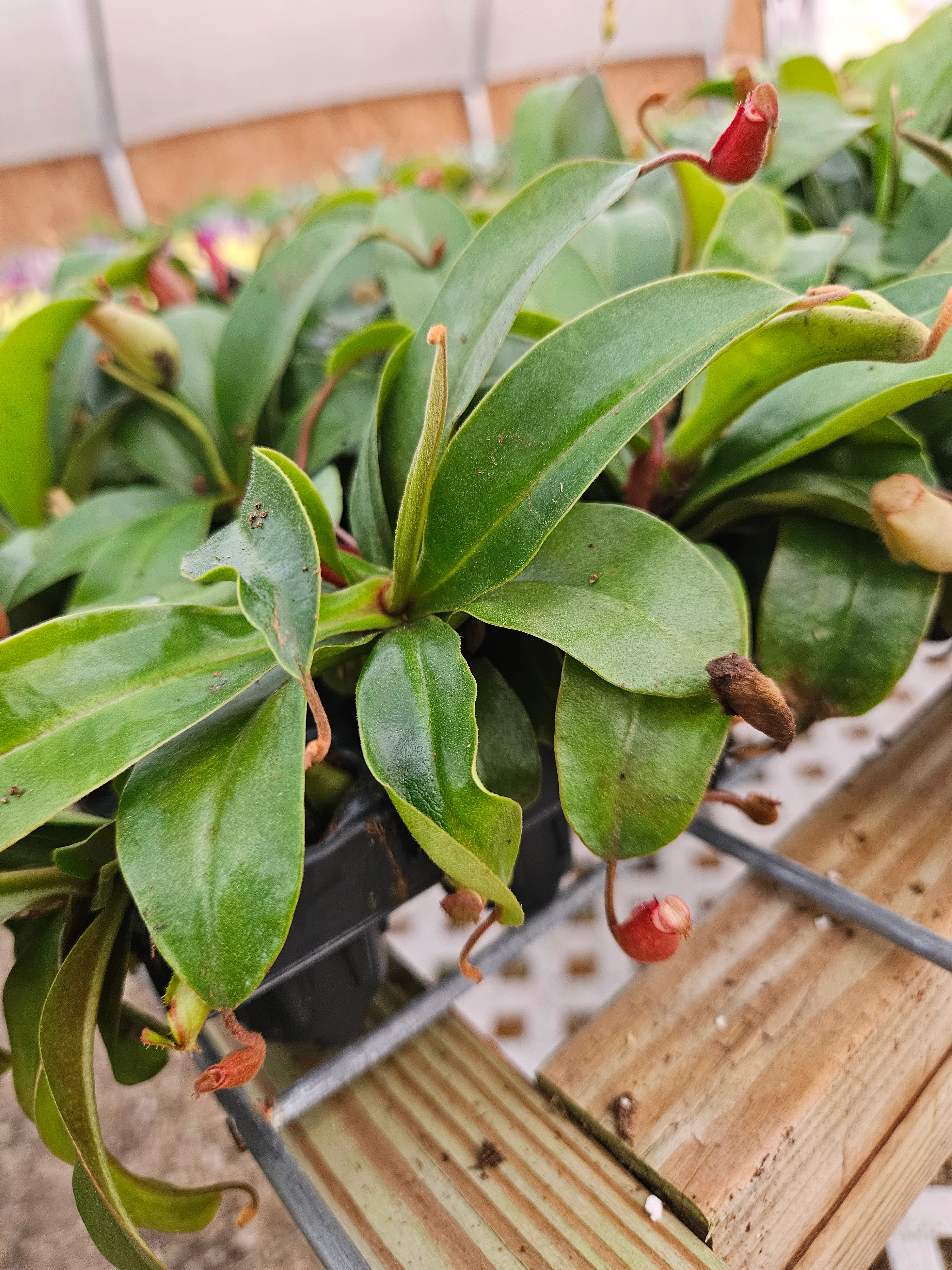 Bloody Mary Pitcher Plant (Nepenthes) - Image 8