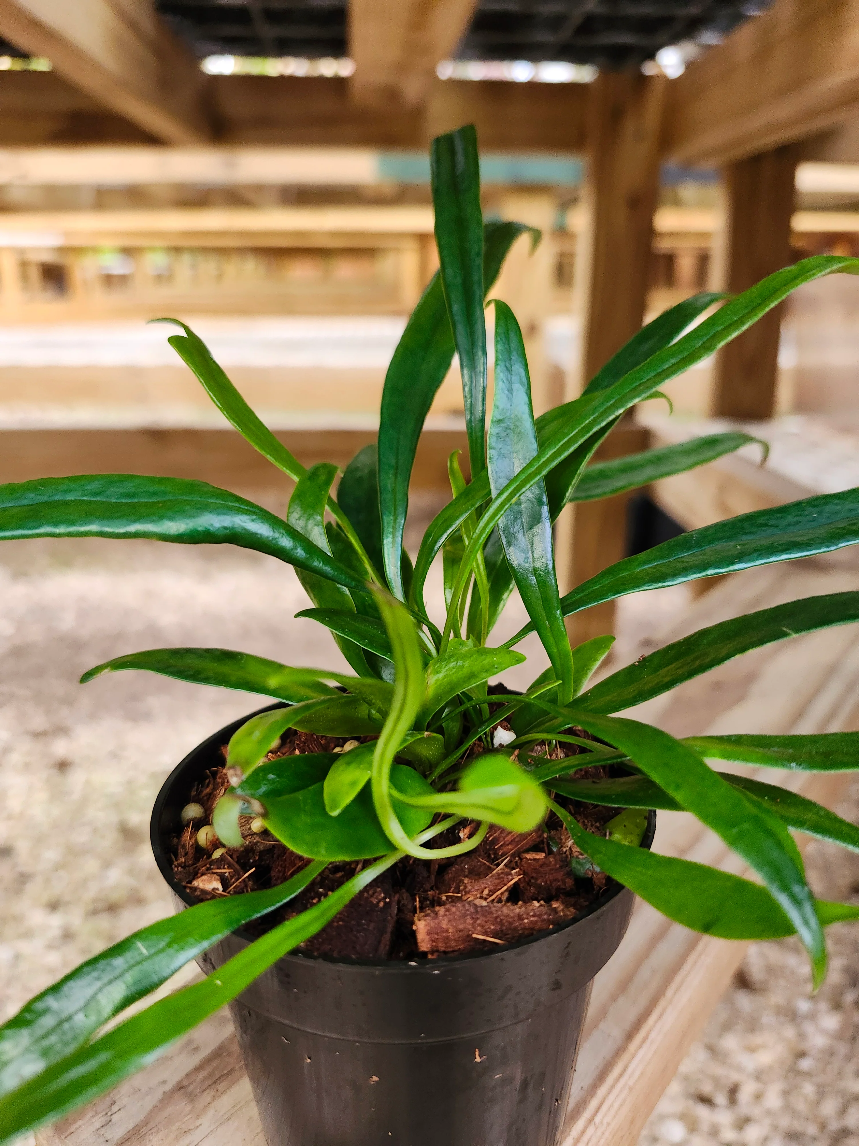 Blue Oil Fern - Image 10