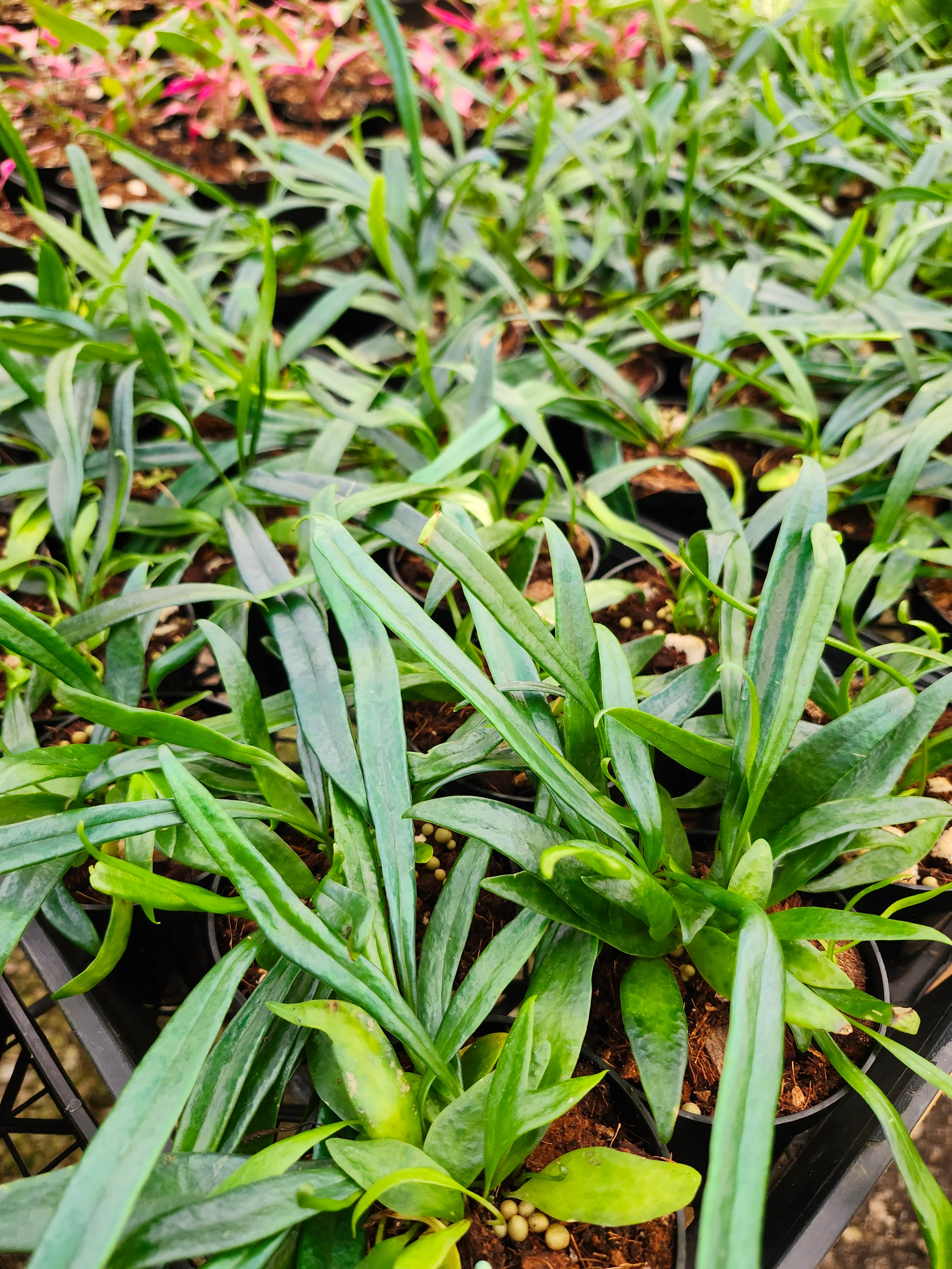 Blue Oil Fern - Image 12