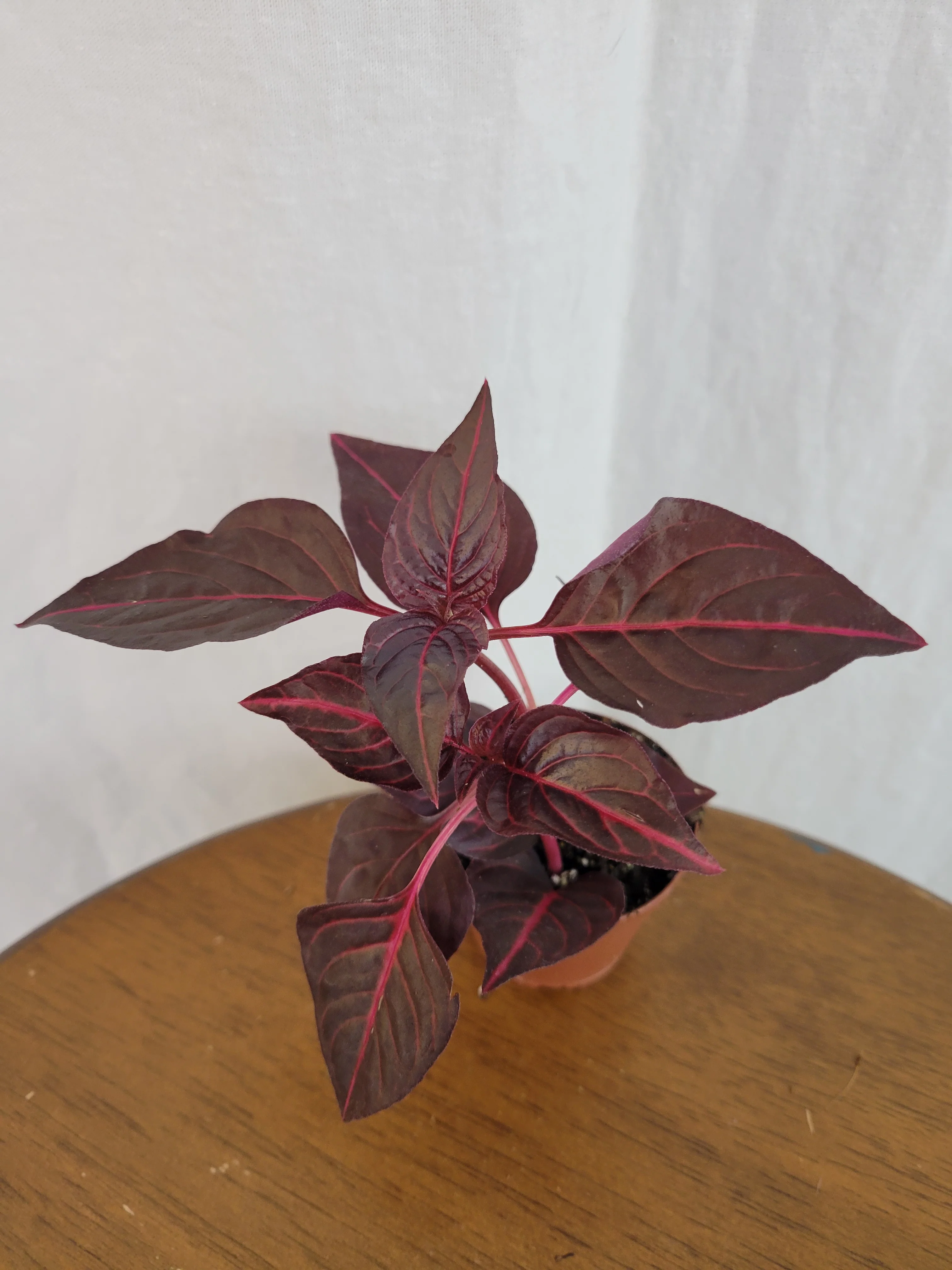 Herbst's Bloodleaf (Iresine Brilliantissima)