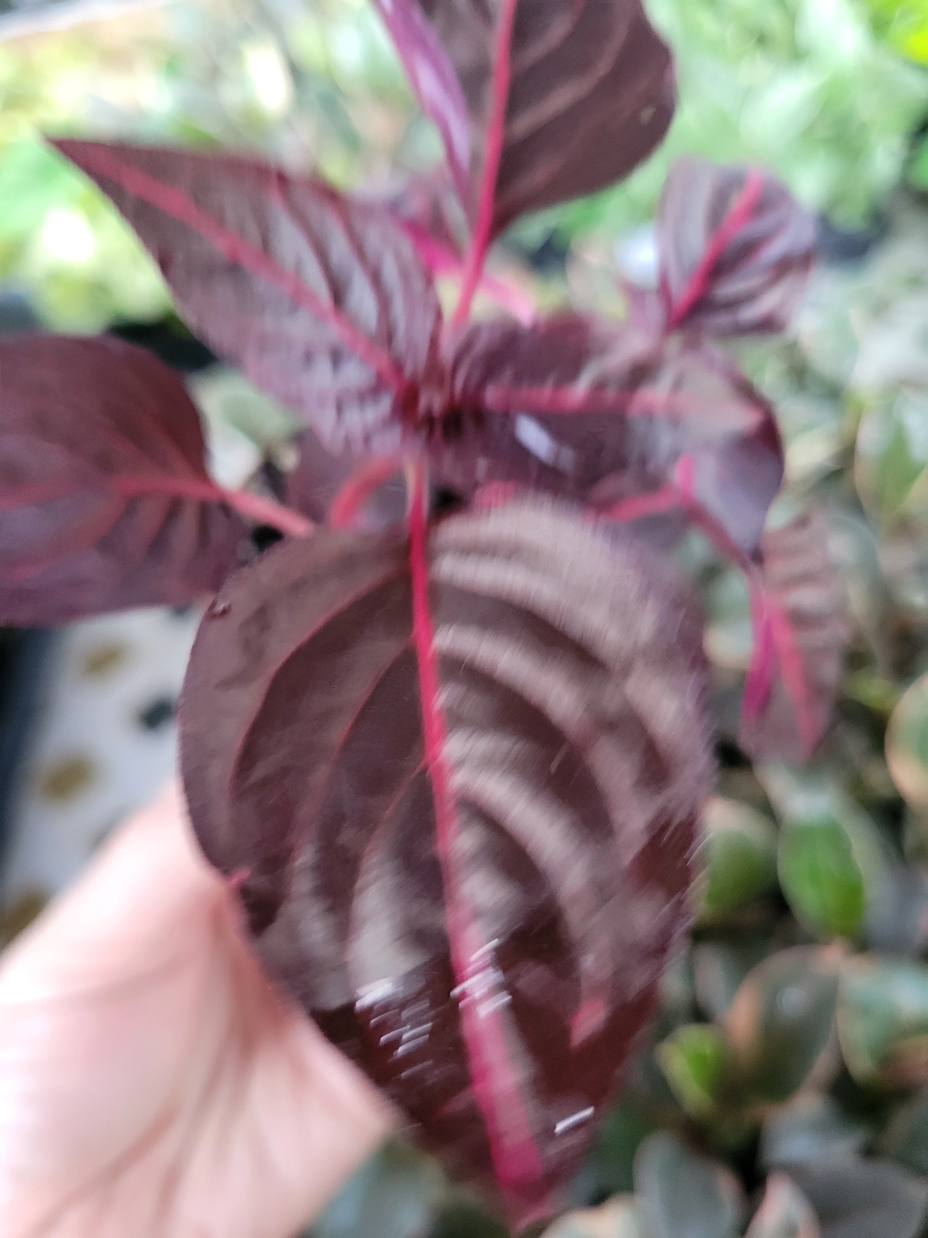 Herbst's Bloodleaf (Iresine Brilliantissima) - Image 3