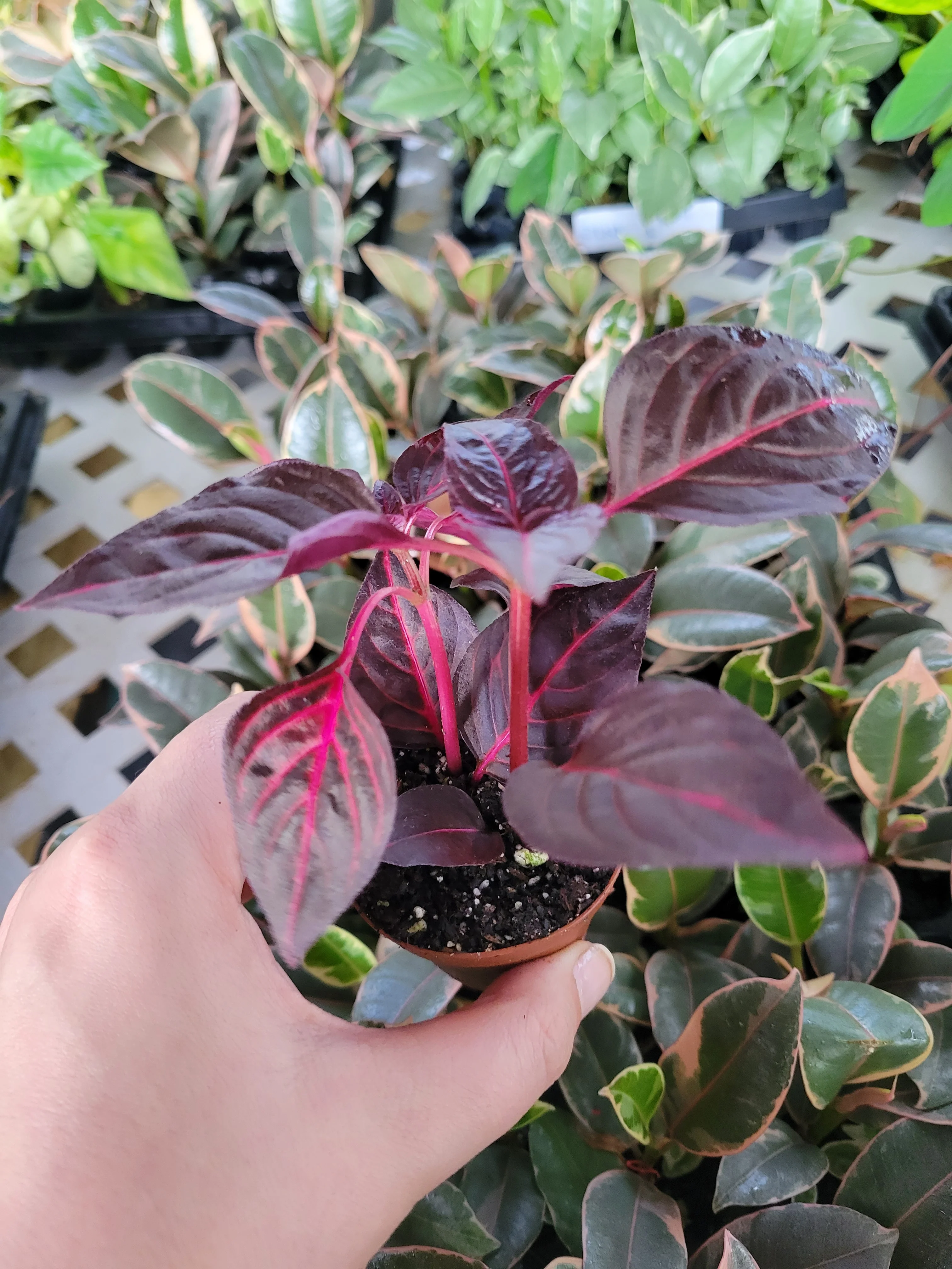 Herbst's Bloodleaf (Iresine Brilliantissima) - Image 4