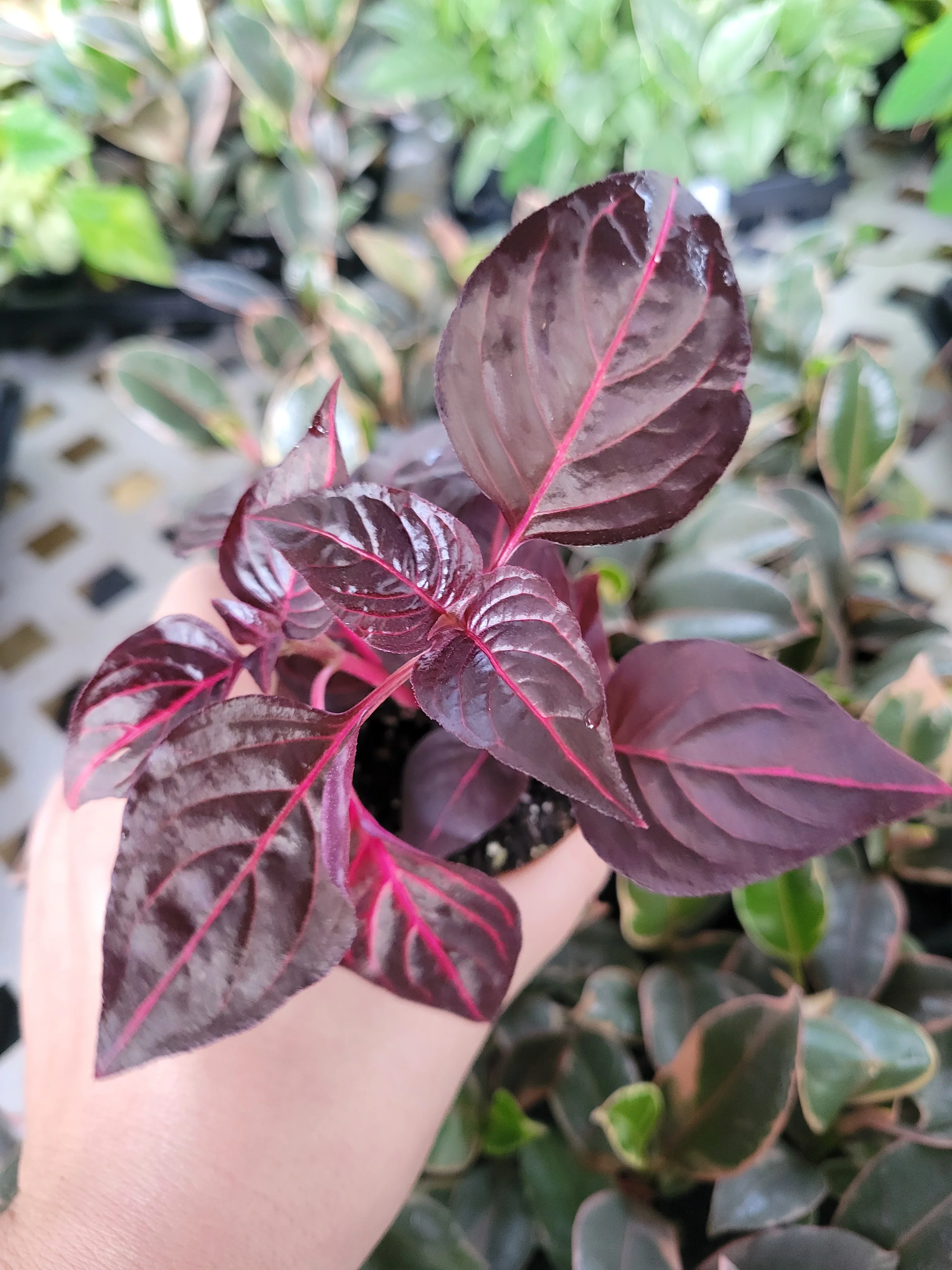 Herbst's Bloodleaf (Iresine Brilliantissima) - Image 5