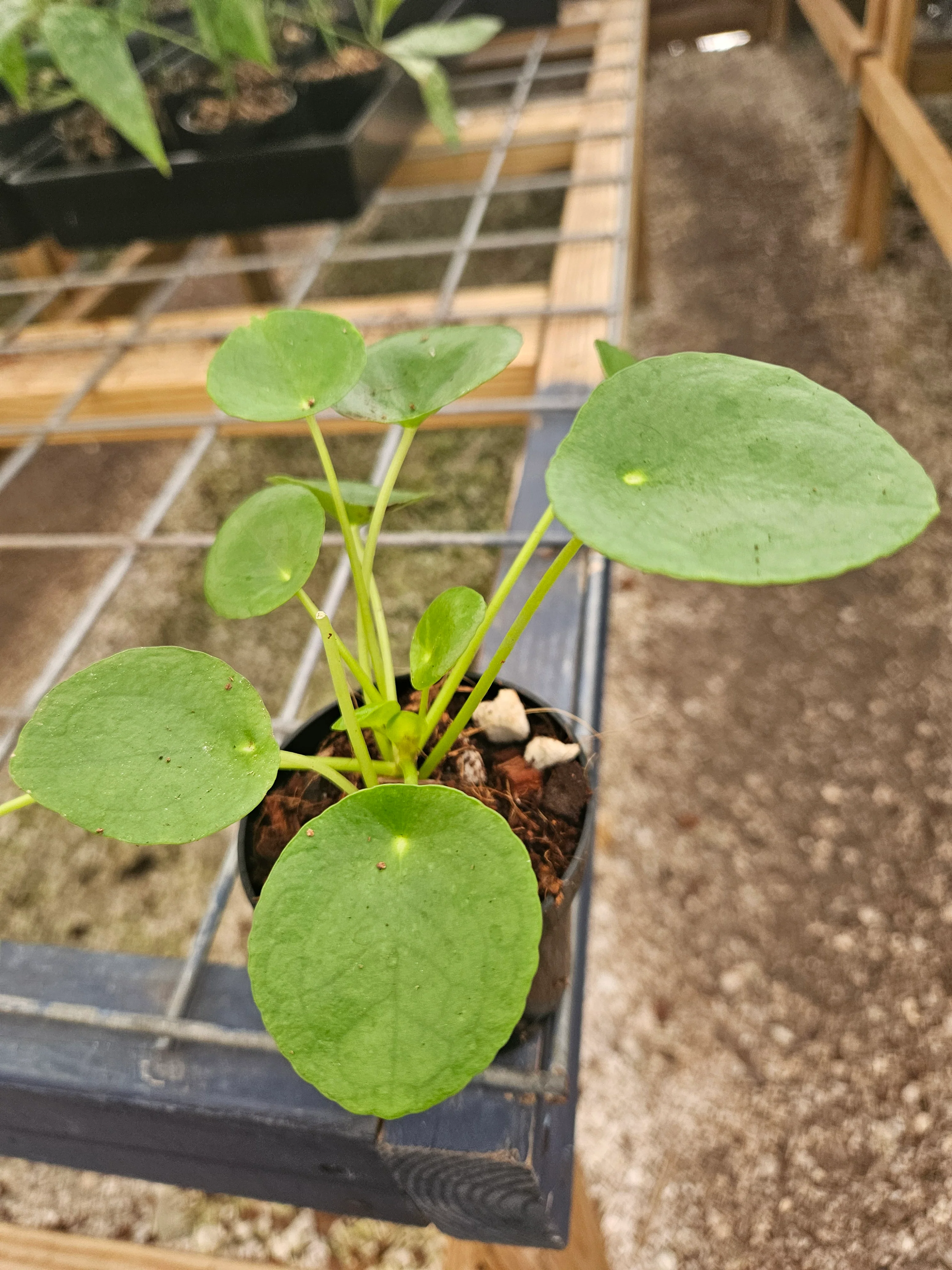 Chinese Money Plant