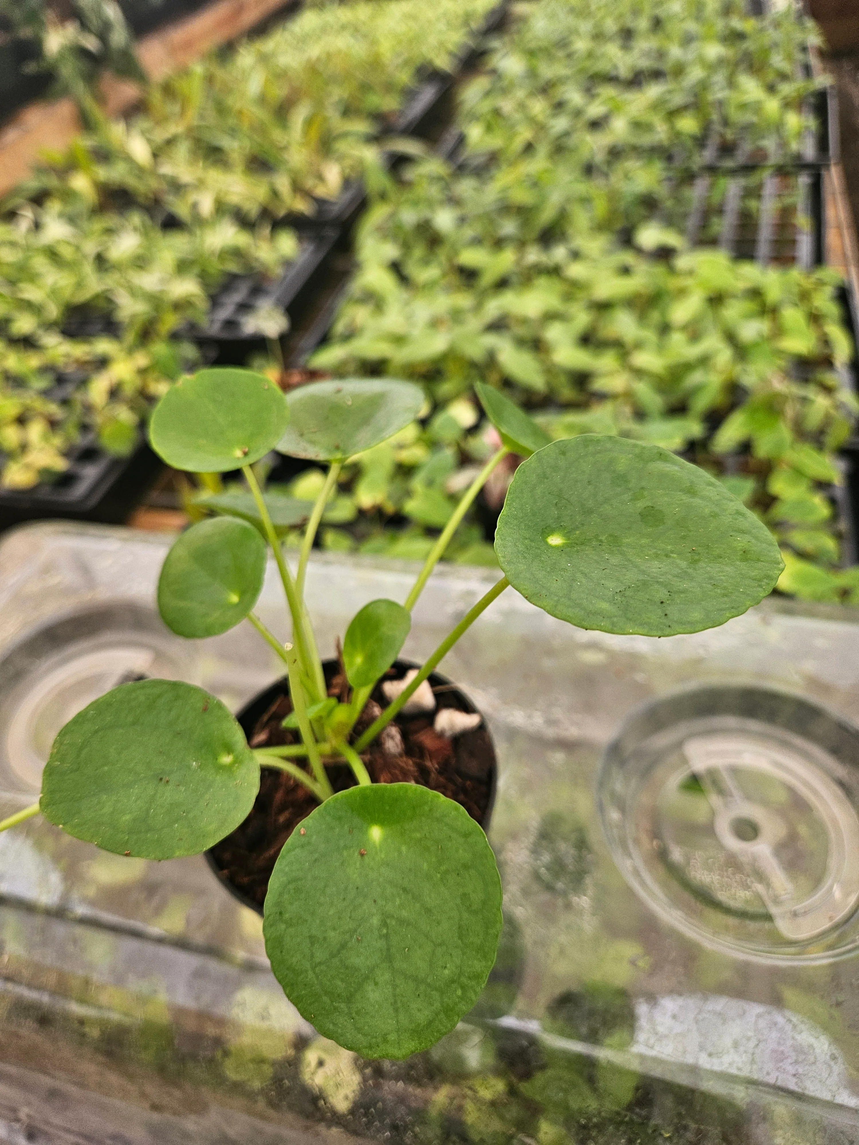 Chinese Money Plant - Image 4