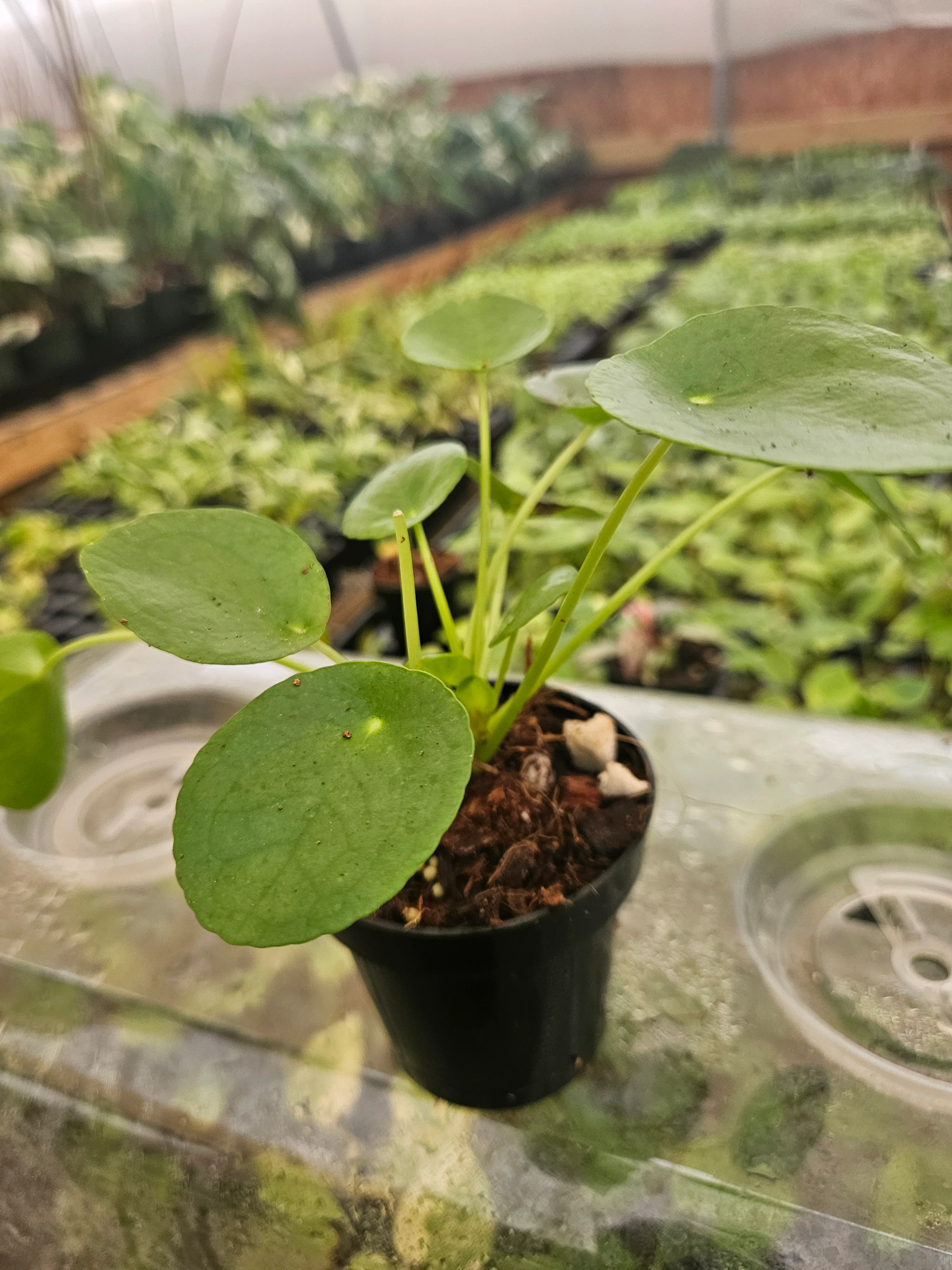 Chinese Money Plant - Image 5