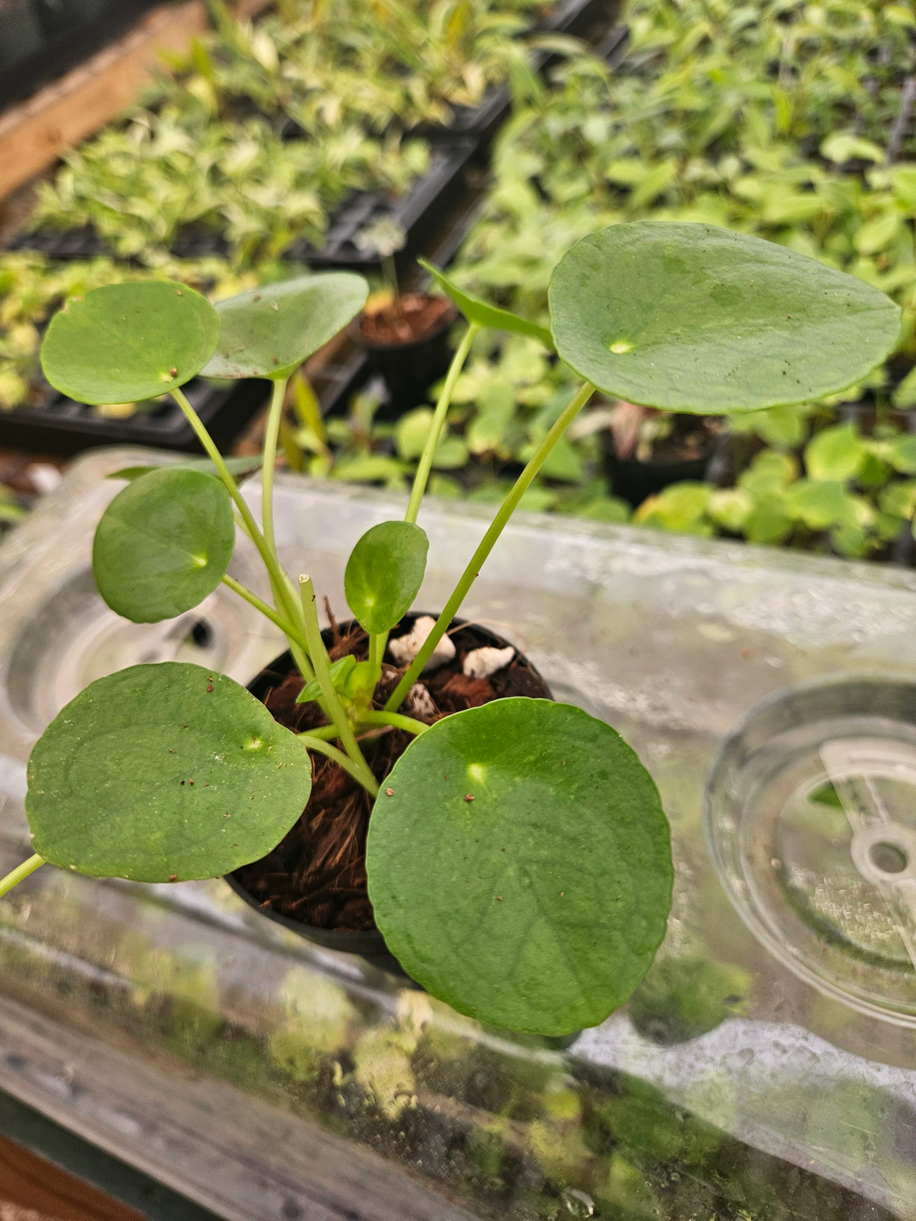 Chinese Money Plant - Image 6