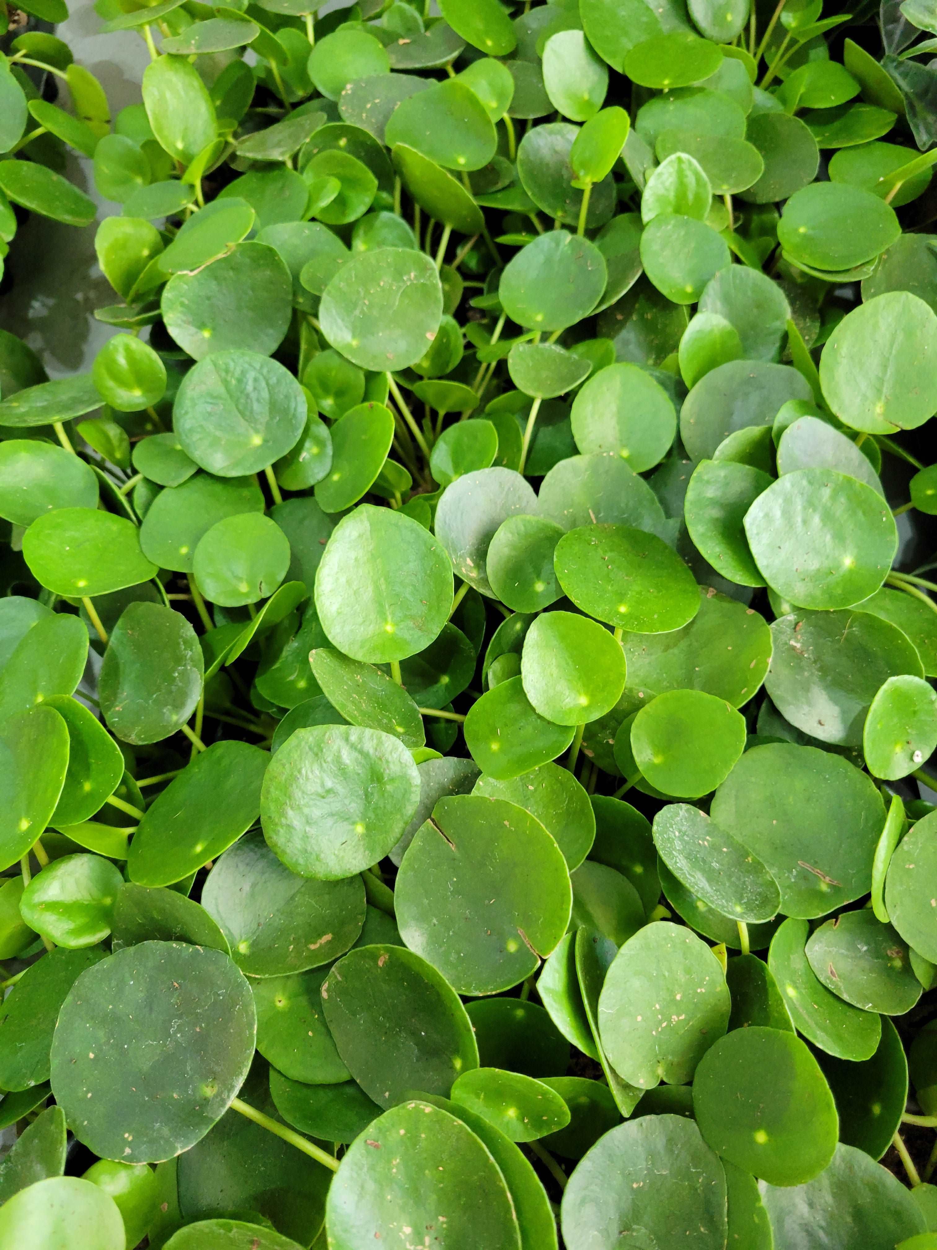 Chinese Money Plant - Image 7