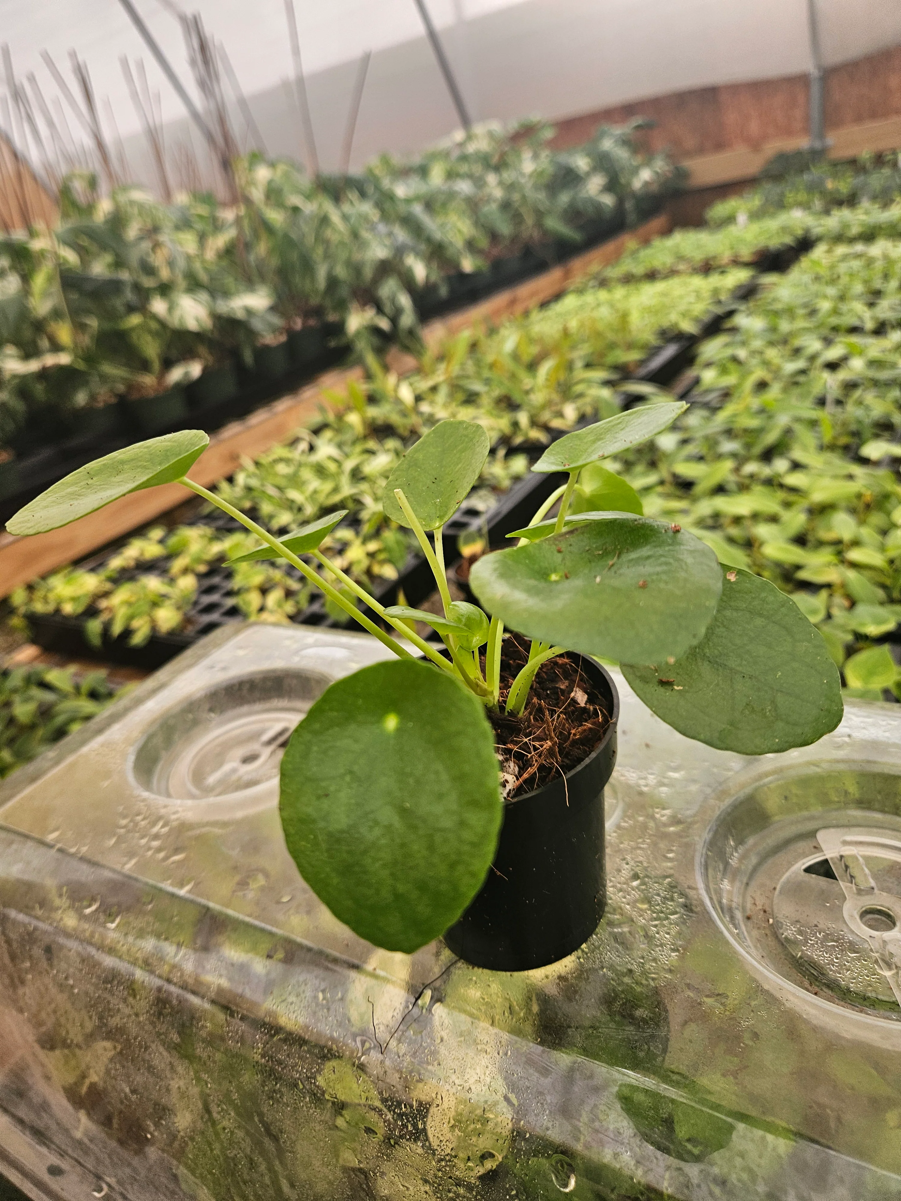 Chinese Money Plant - Image 8