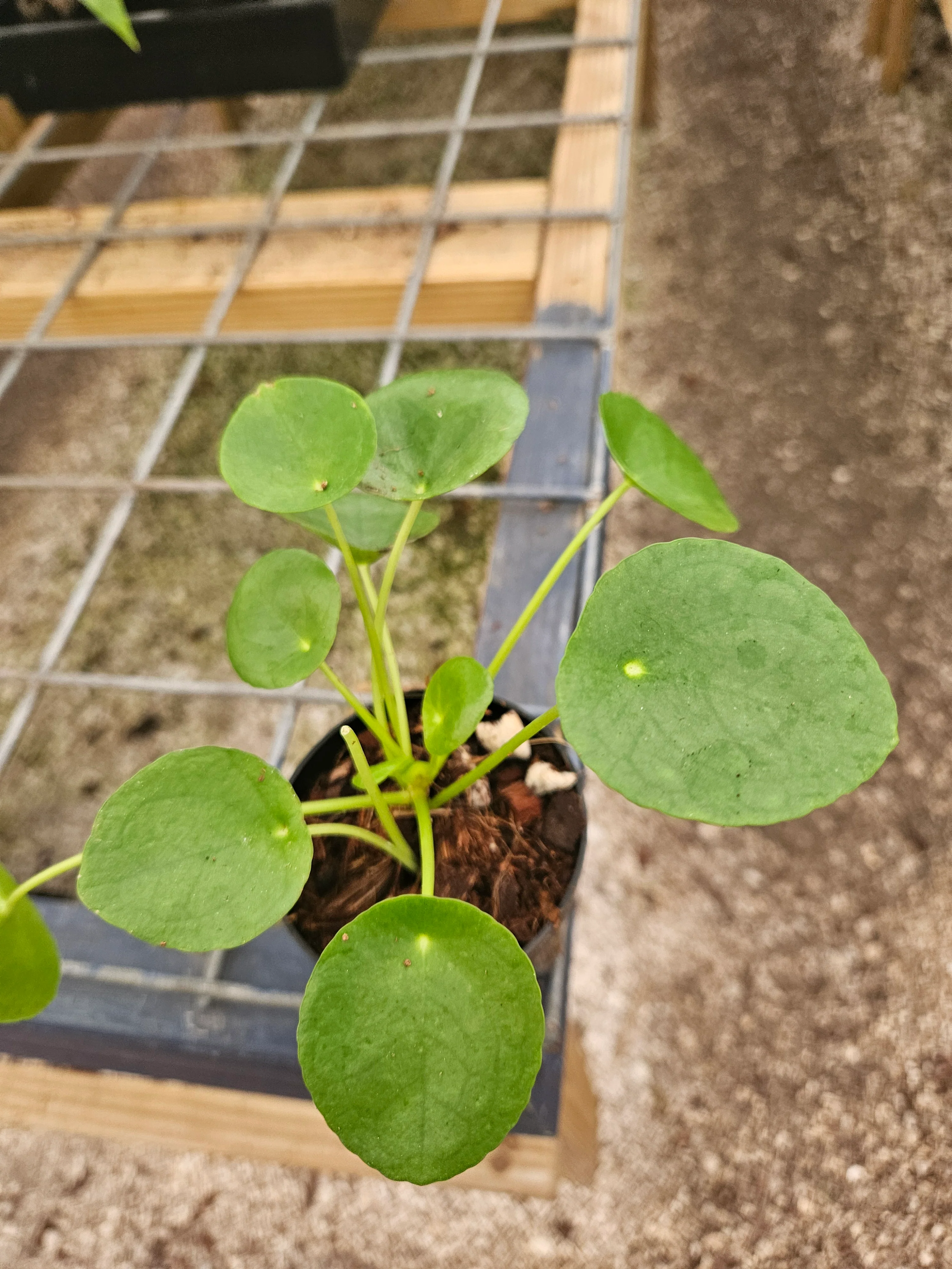Chinese Money Plant - Image 9
