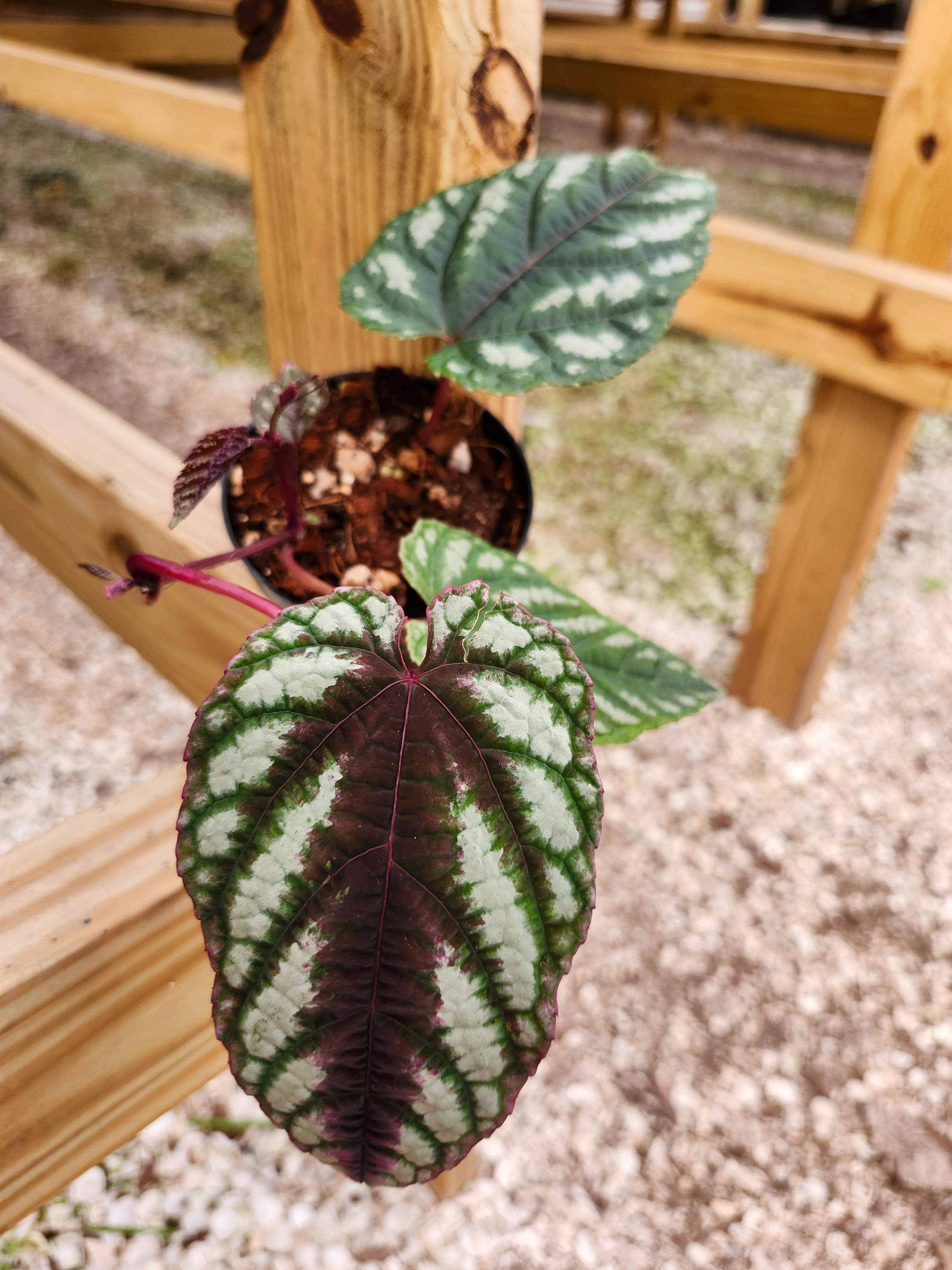 Cissus Discolor - Image 11
