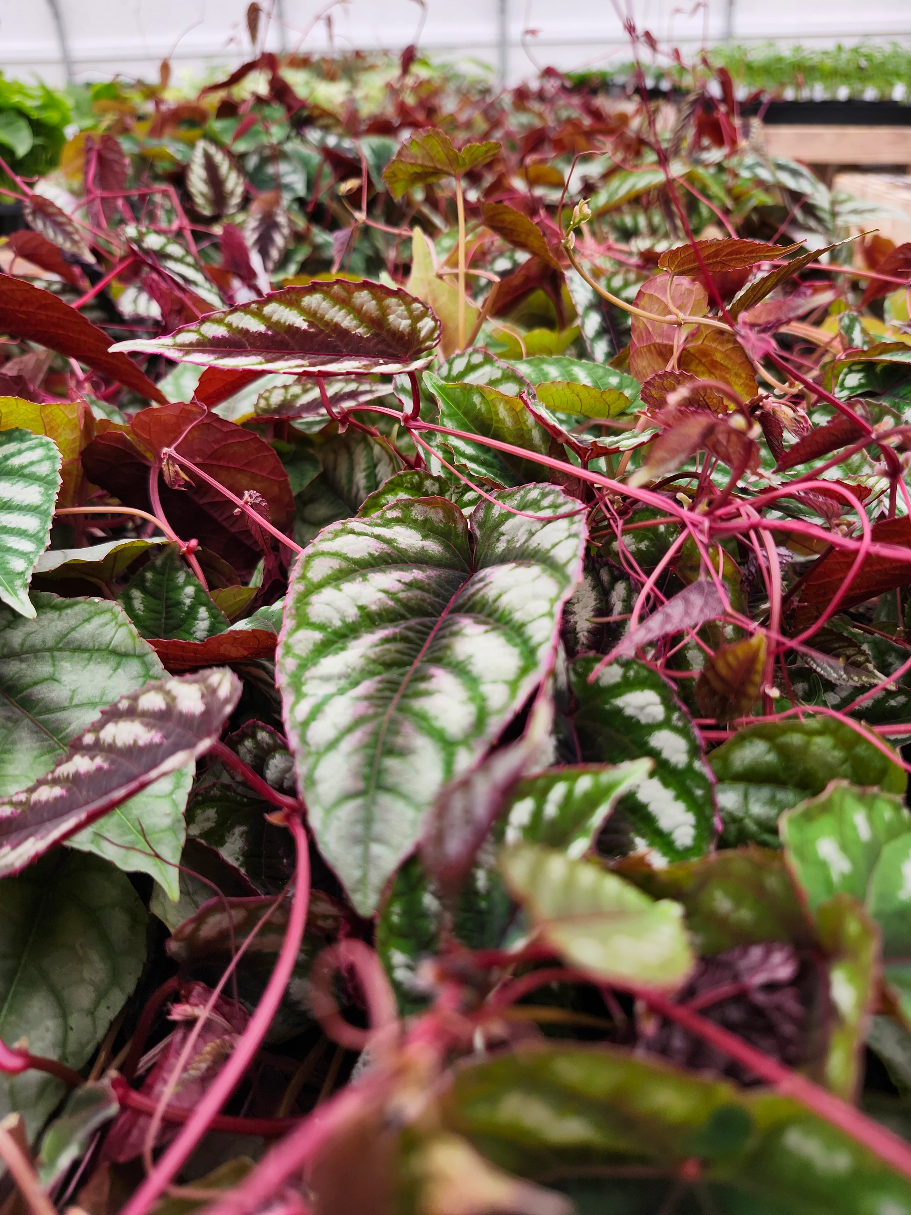 Cissus Discolor - Image 3