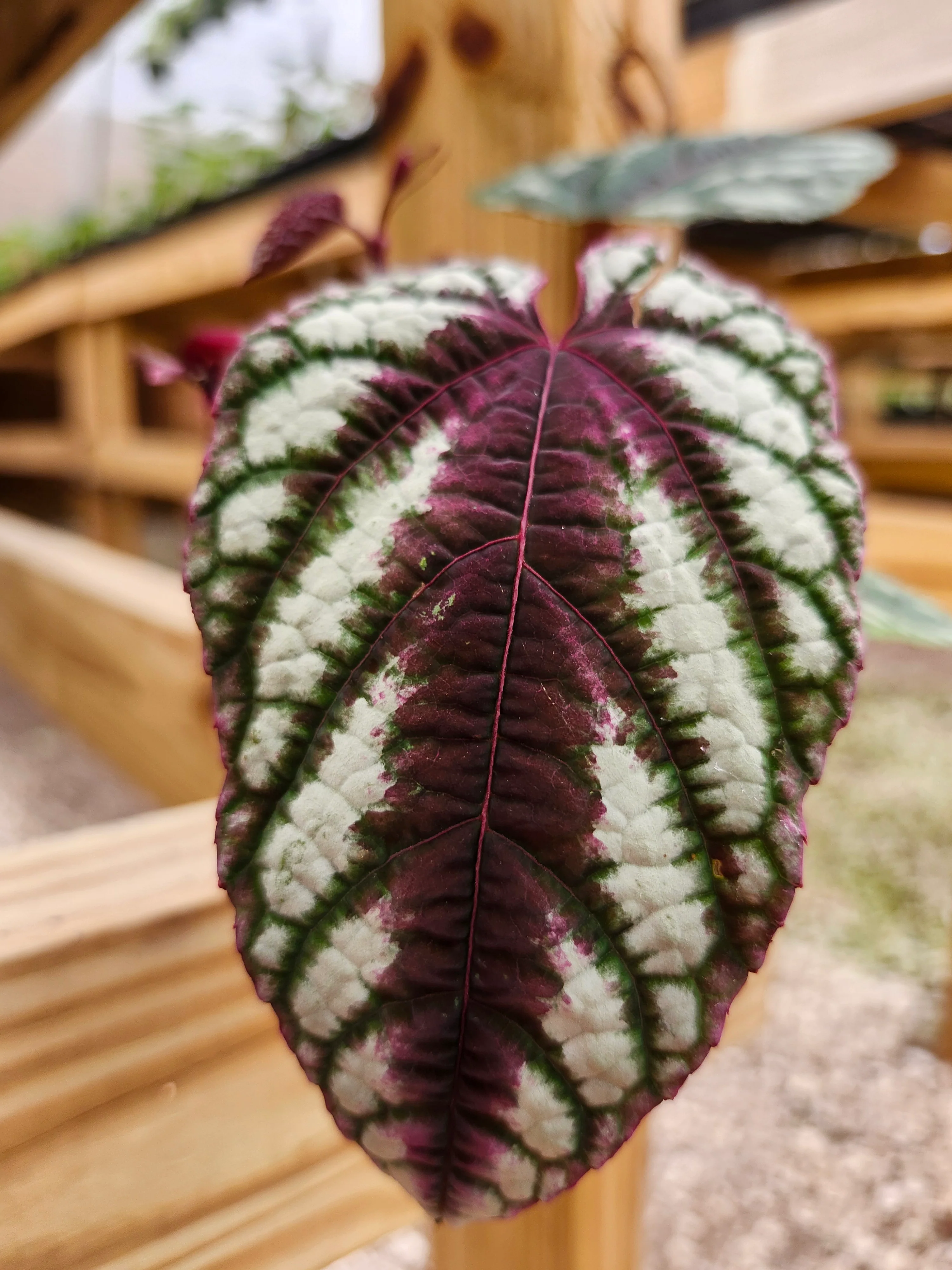 Cissus Discolor - Image 5