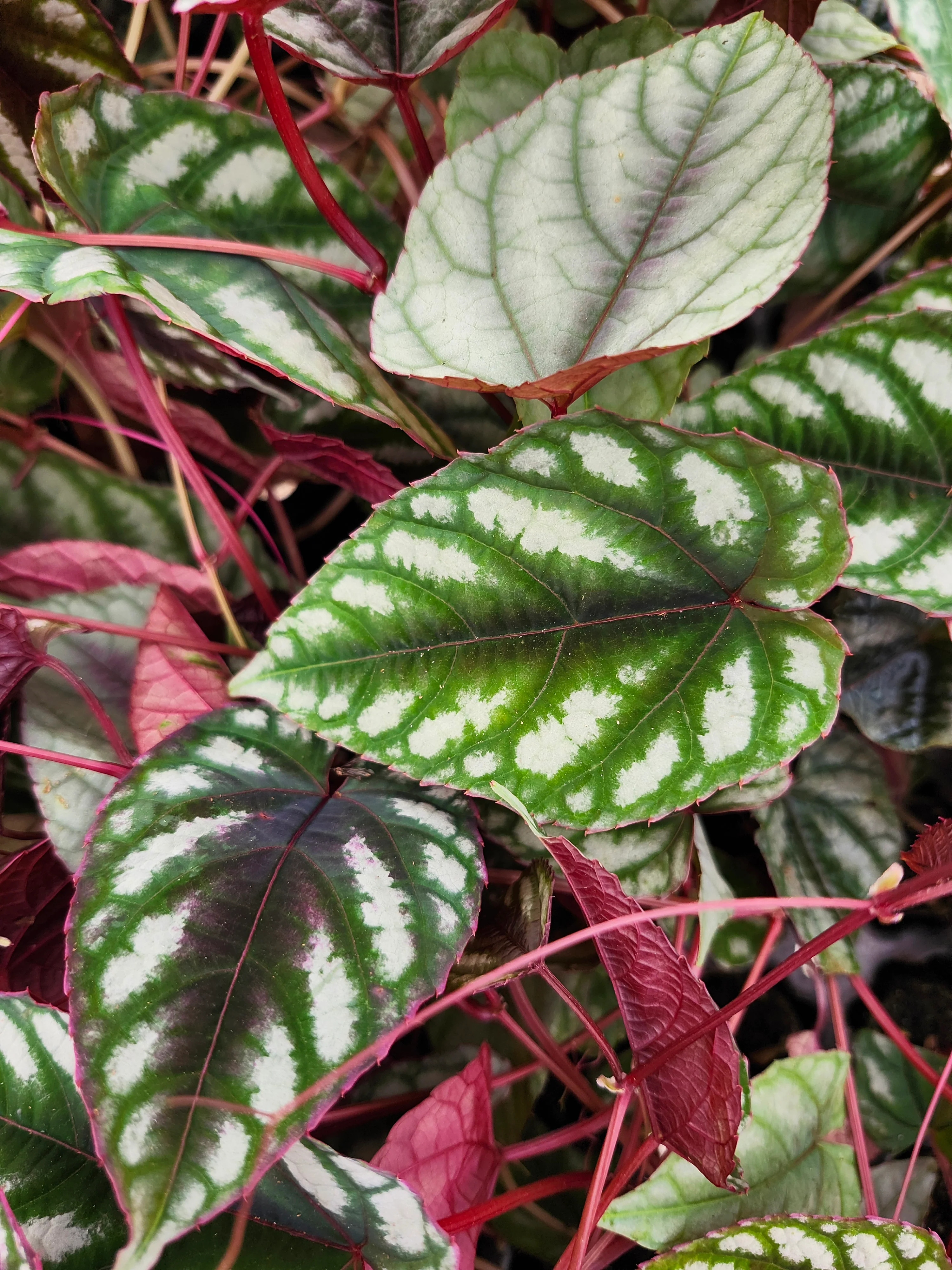 Cissus Discolor - Image 6