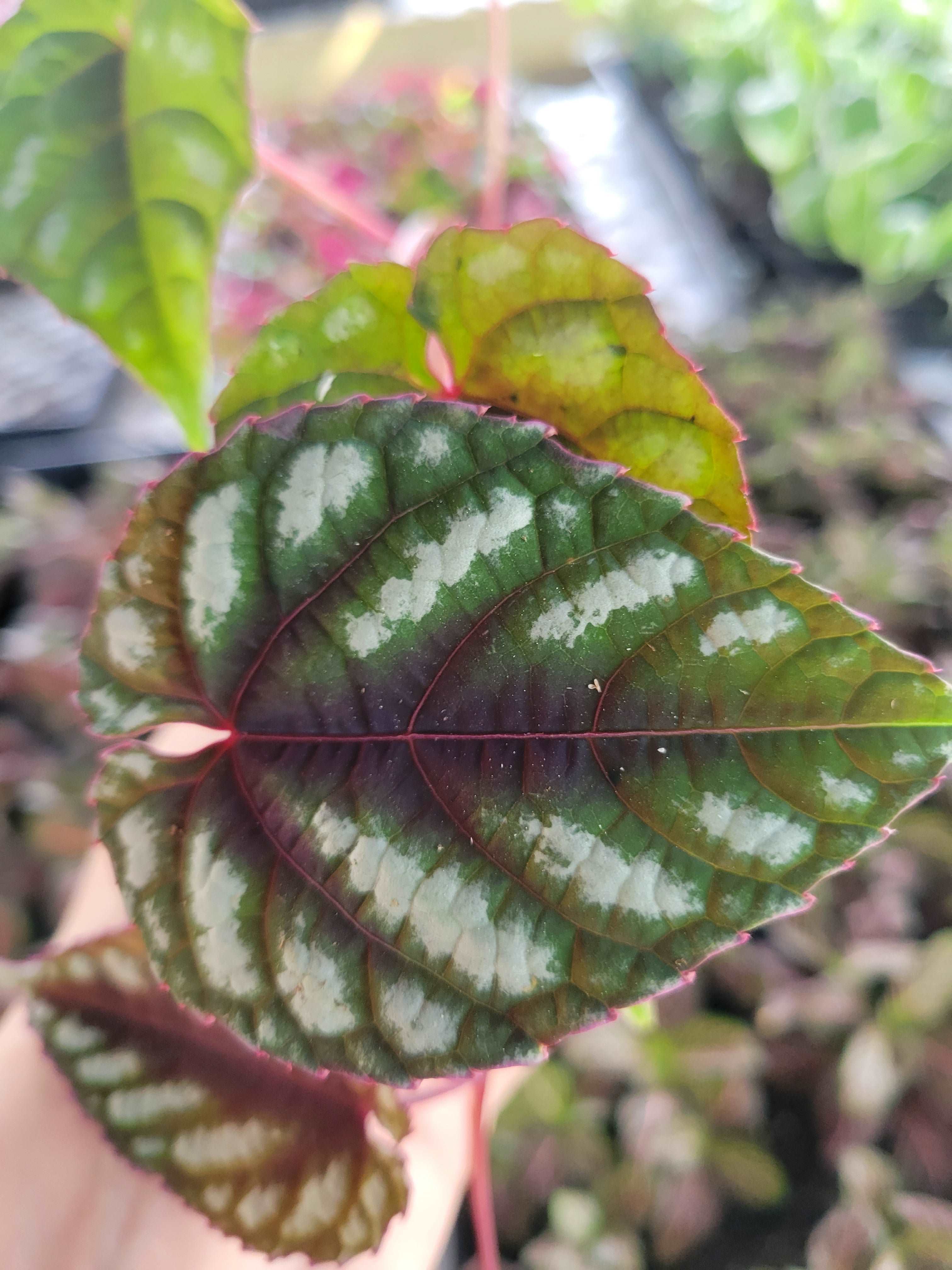 Cissus Discolor - Image 7