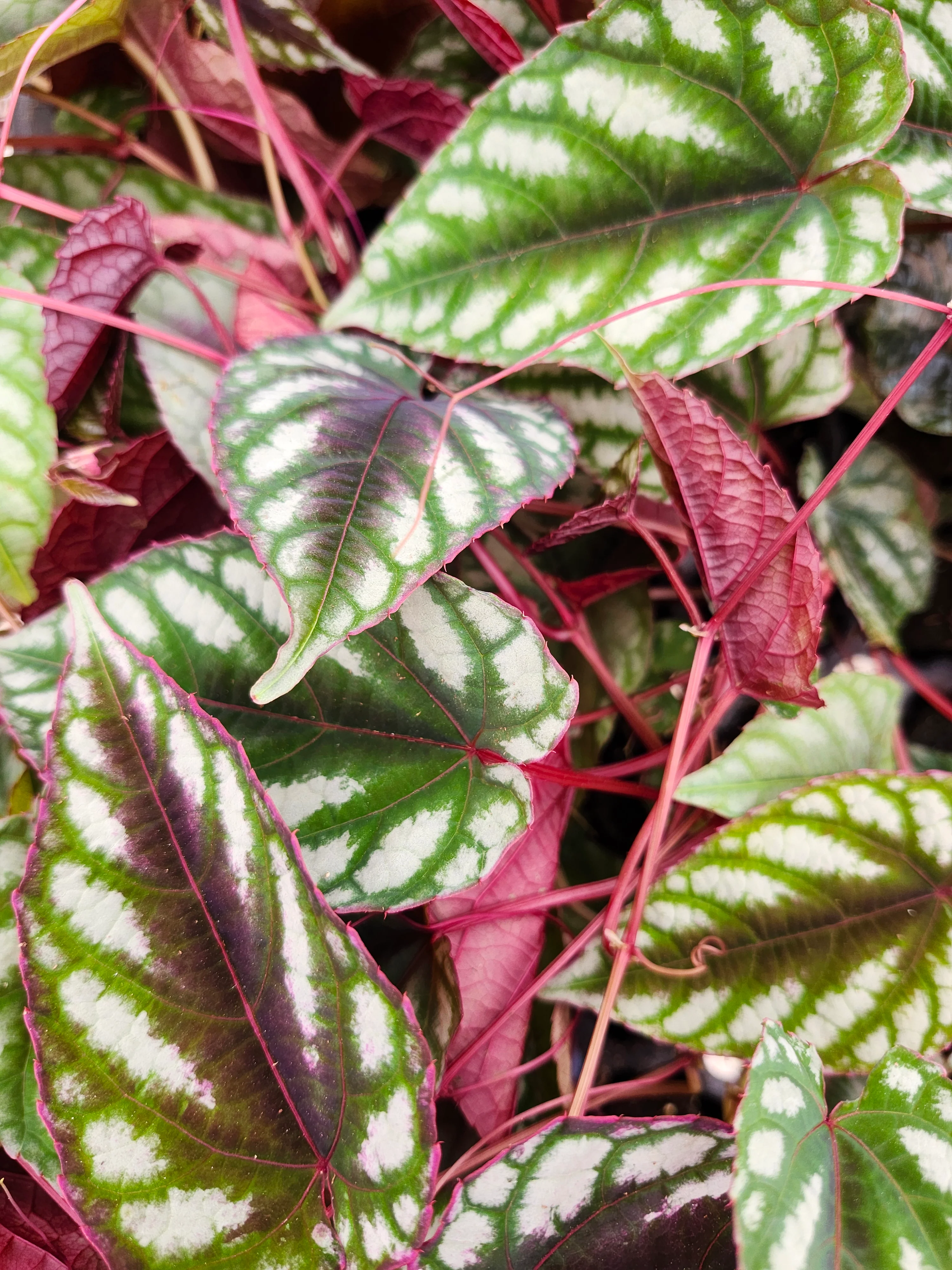 Cissus Discolor - Image 9