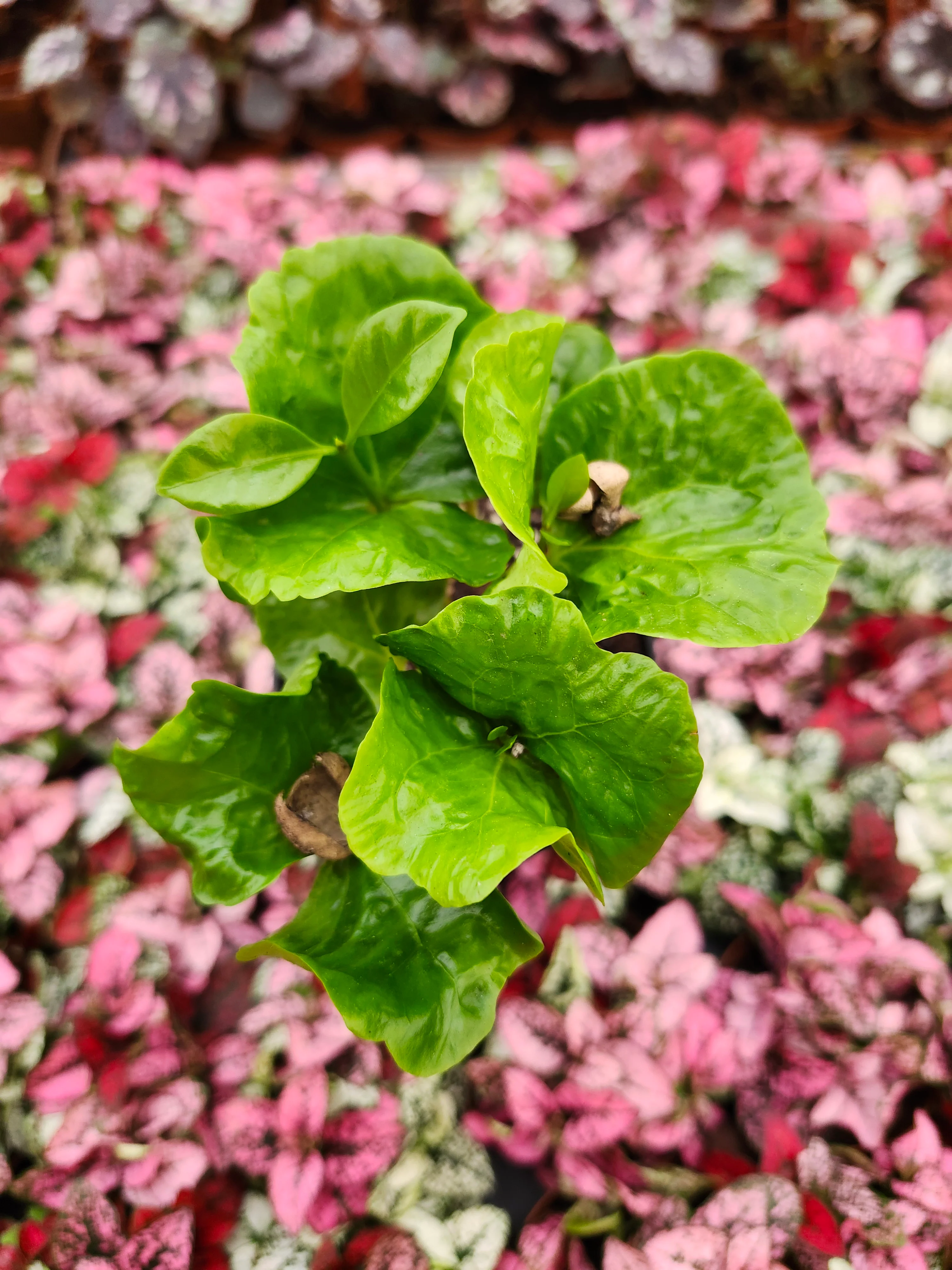 Coffea Arabica "Coffee Bean Plant" - Image 7