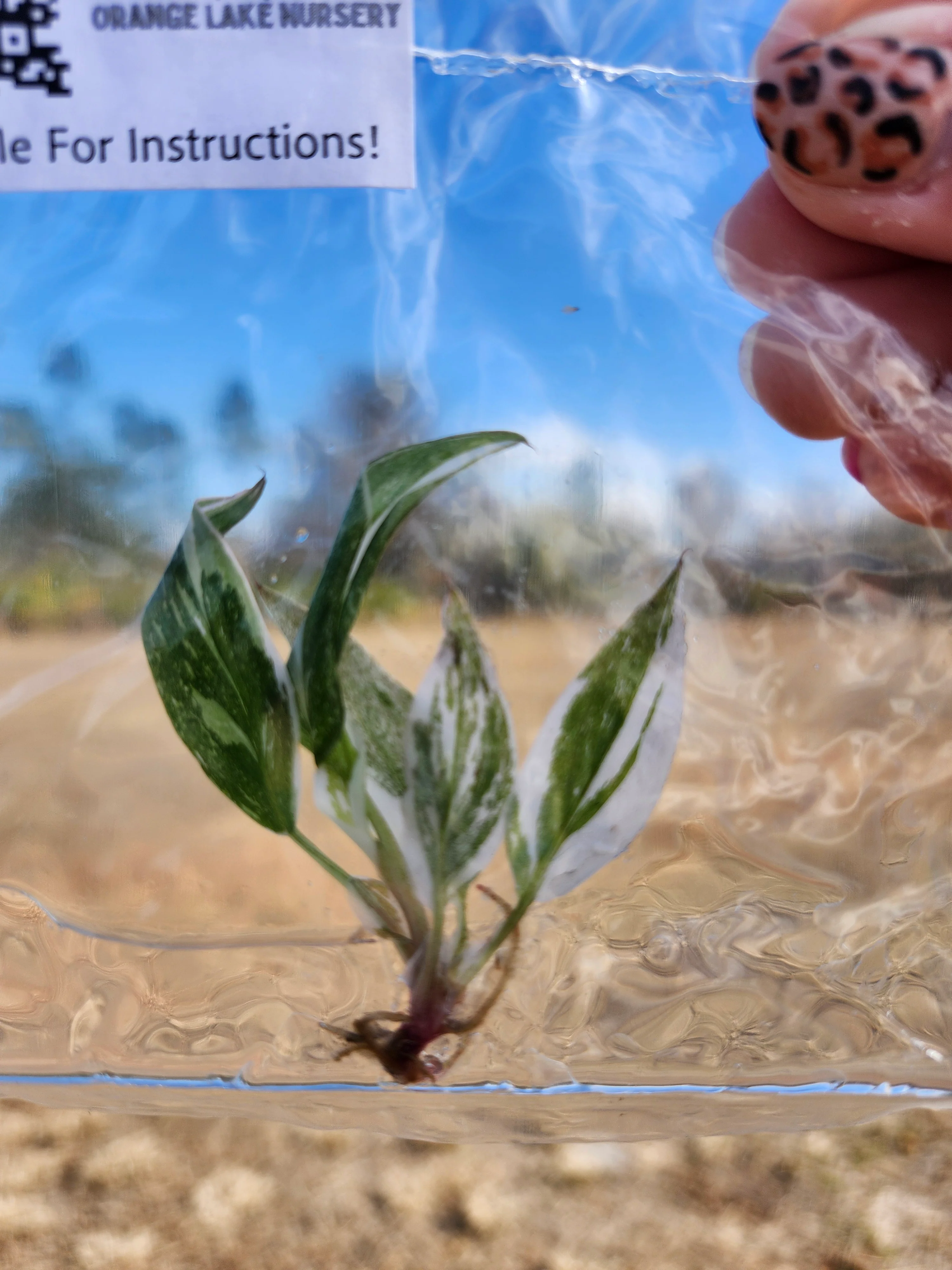 Philodendron Red Anderson Tissue Culture - Image 2