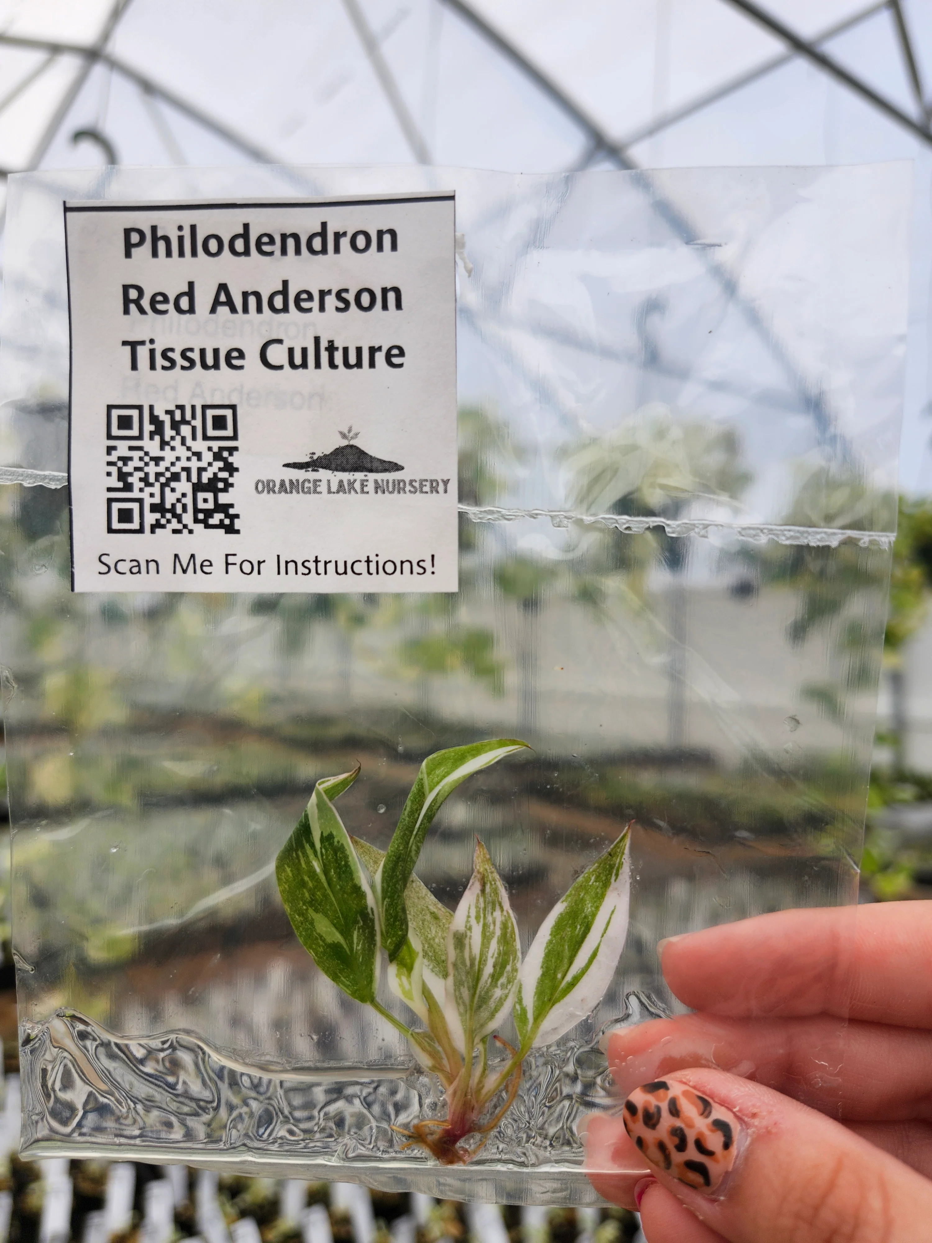 Philodendron Red Anderson Tissue Culture - Image 3