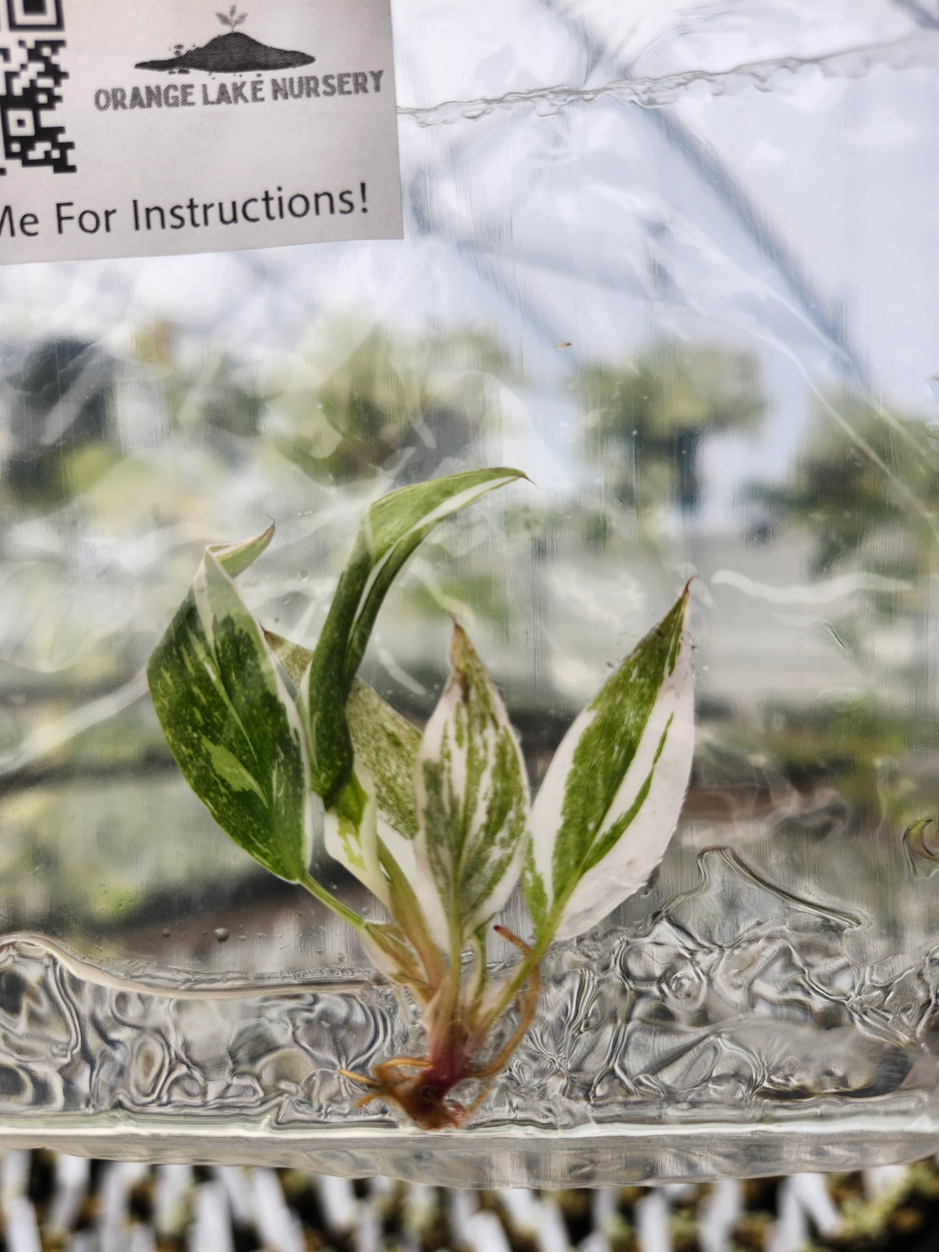 Philodendron Red Anderson Tissue Culture - Image 5