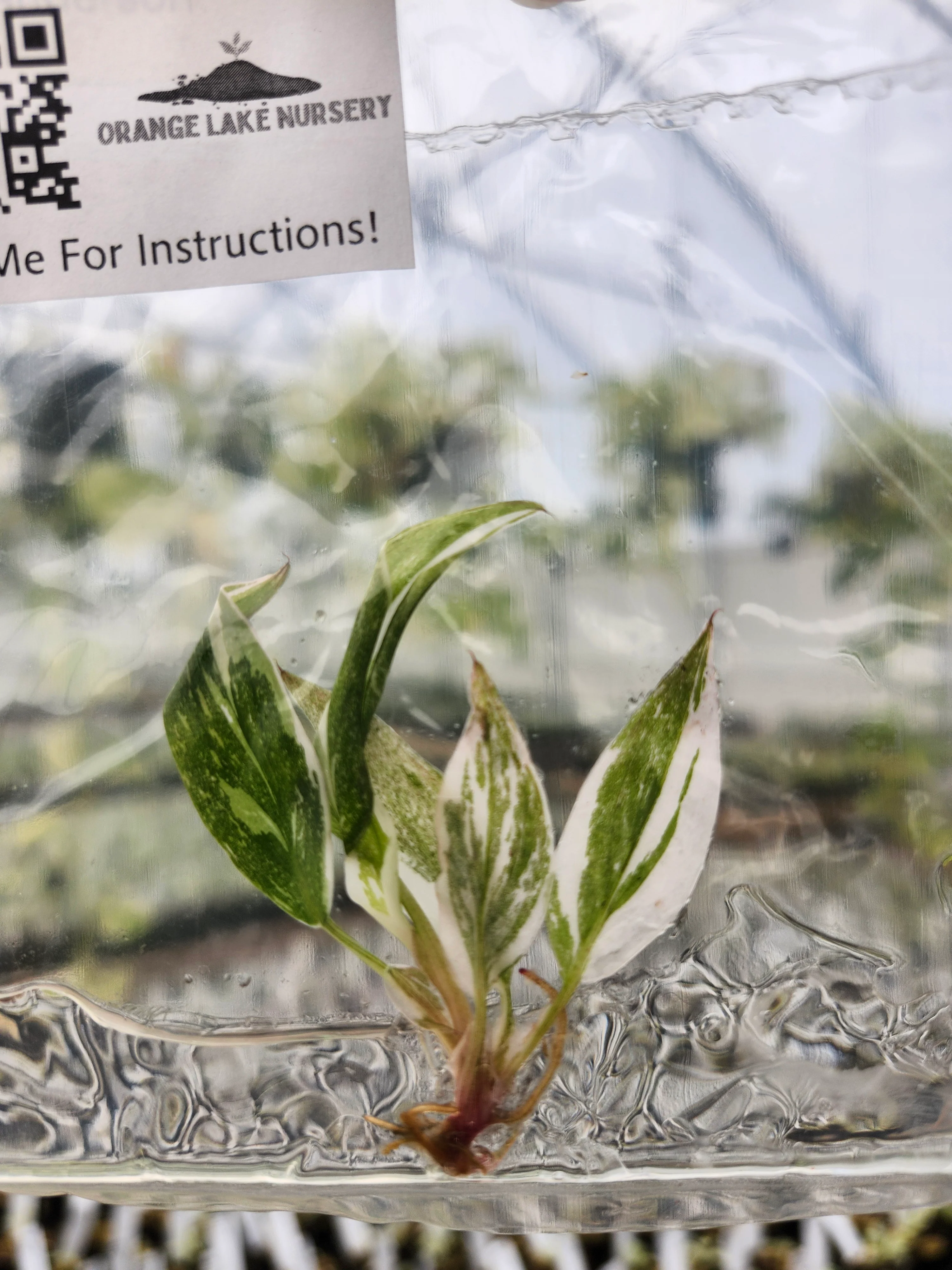 Philodendron Red Anderson Tissue Culture - Image 6