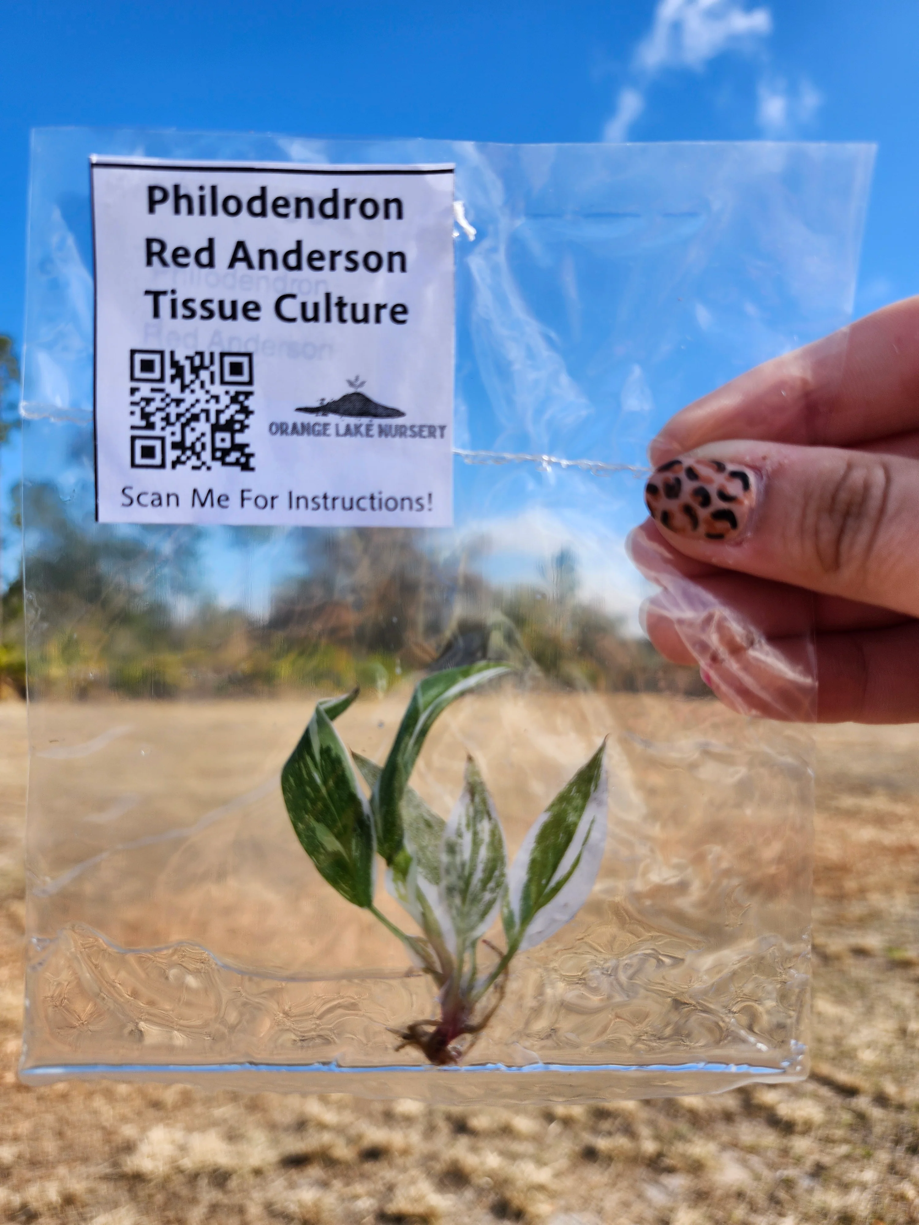 Philodendron Red Anderson Tissue Culture - Image 7