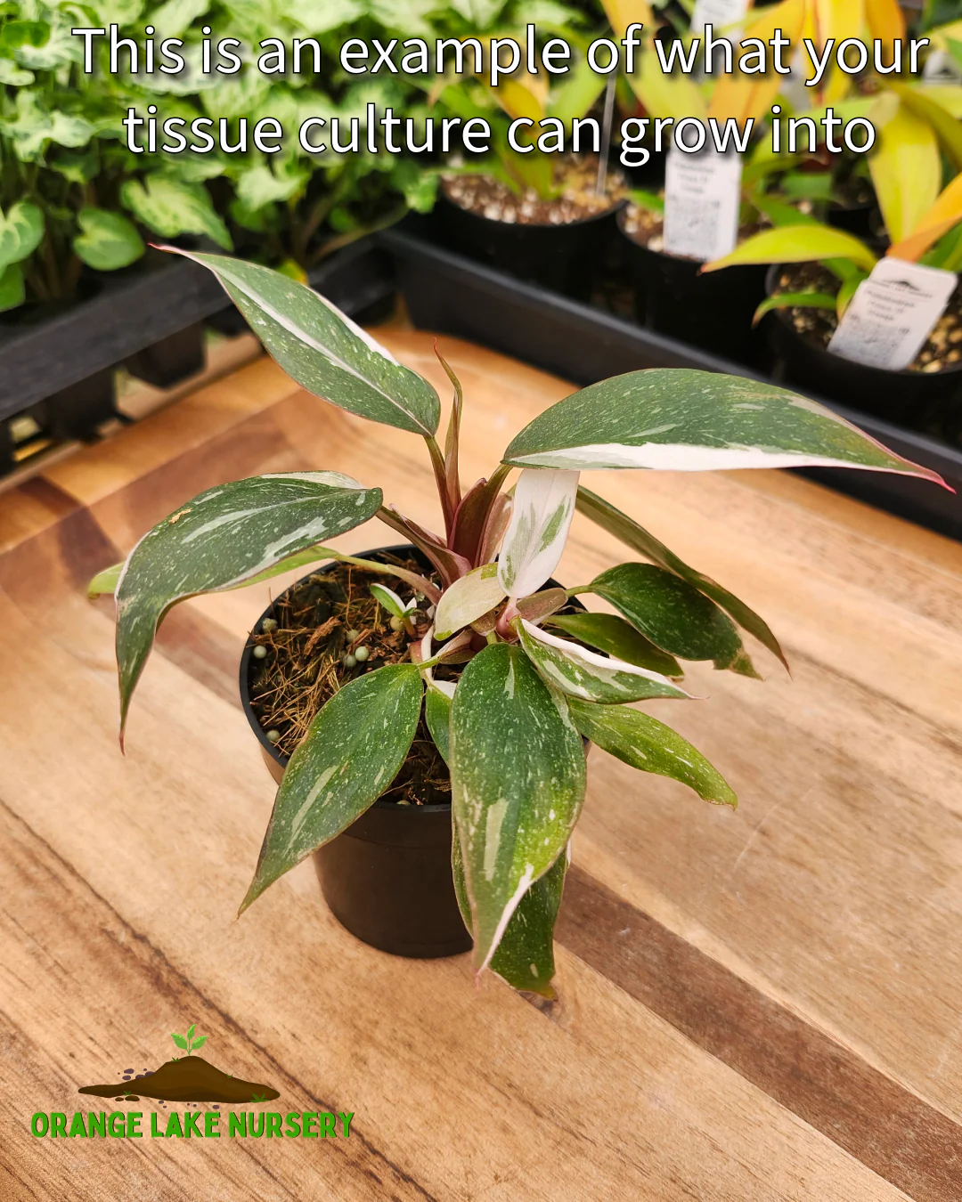 Philodendron Red Anderson Tissue Culture - Image 8