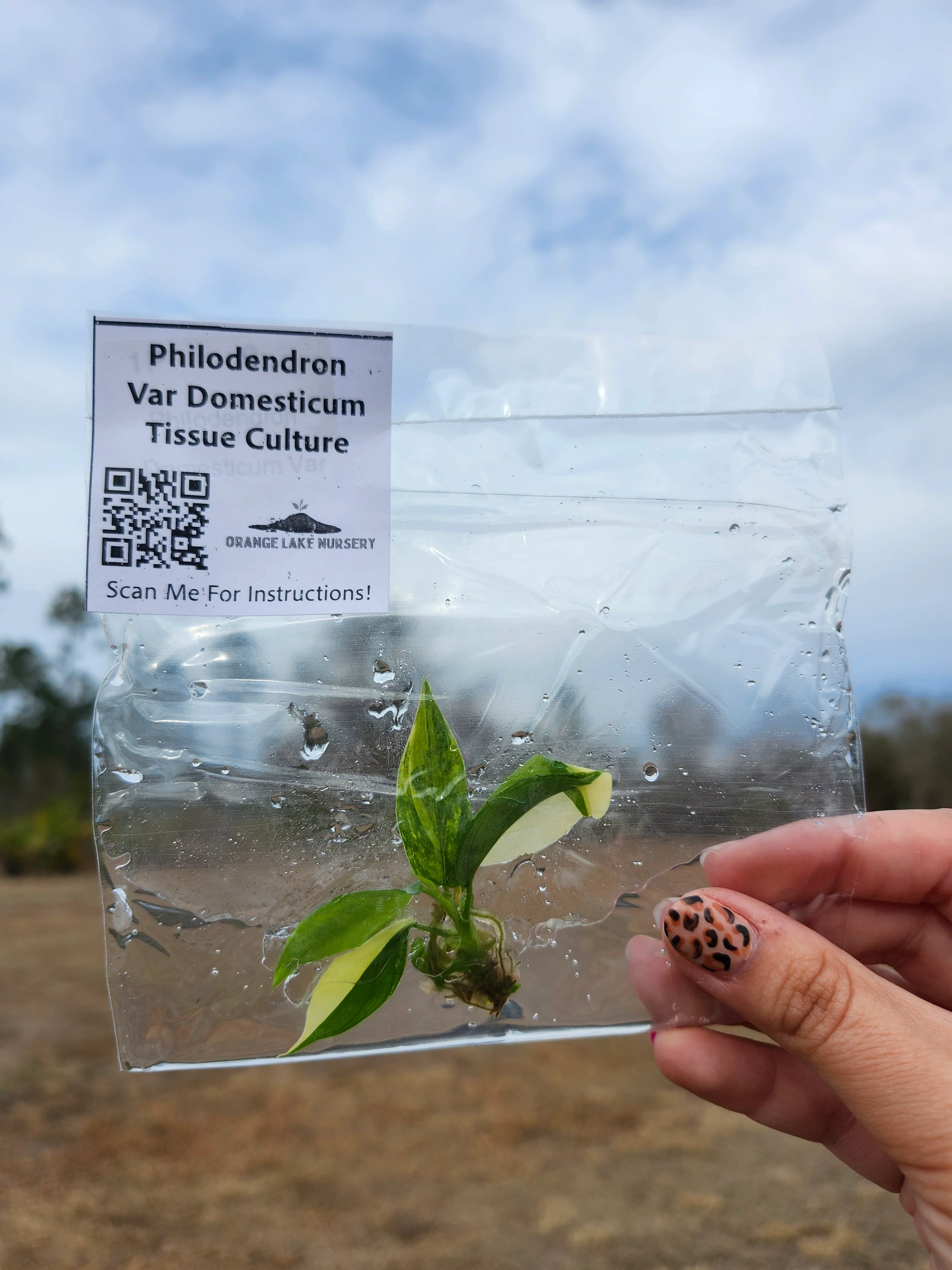Philodendron Variegated Domesticum Tissue Culture - Image 3