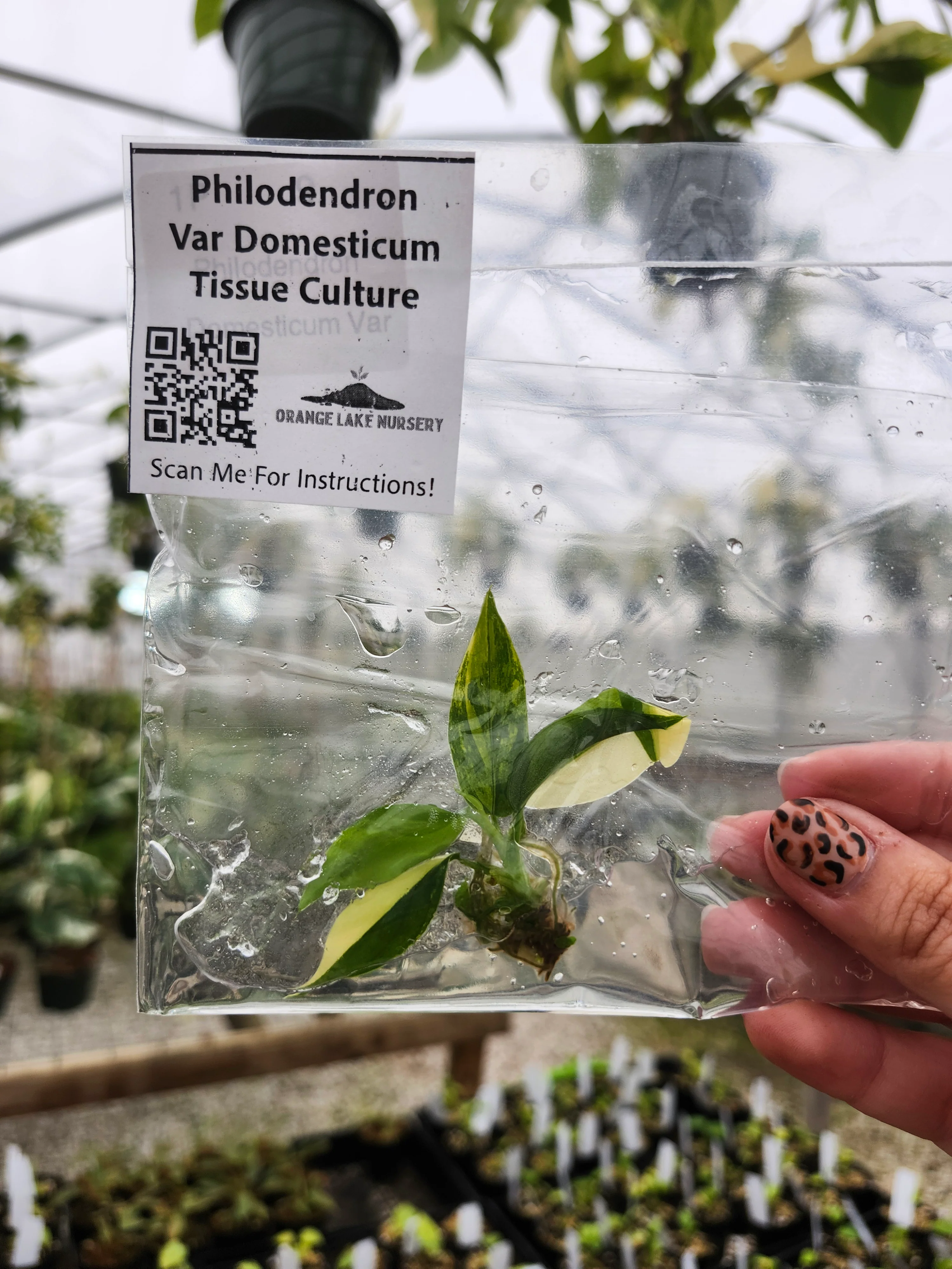 Philodendron Variegated Domesticum Tissue Culture - Image 4