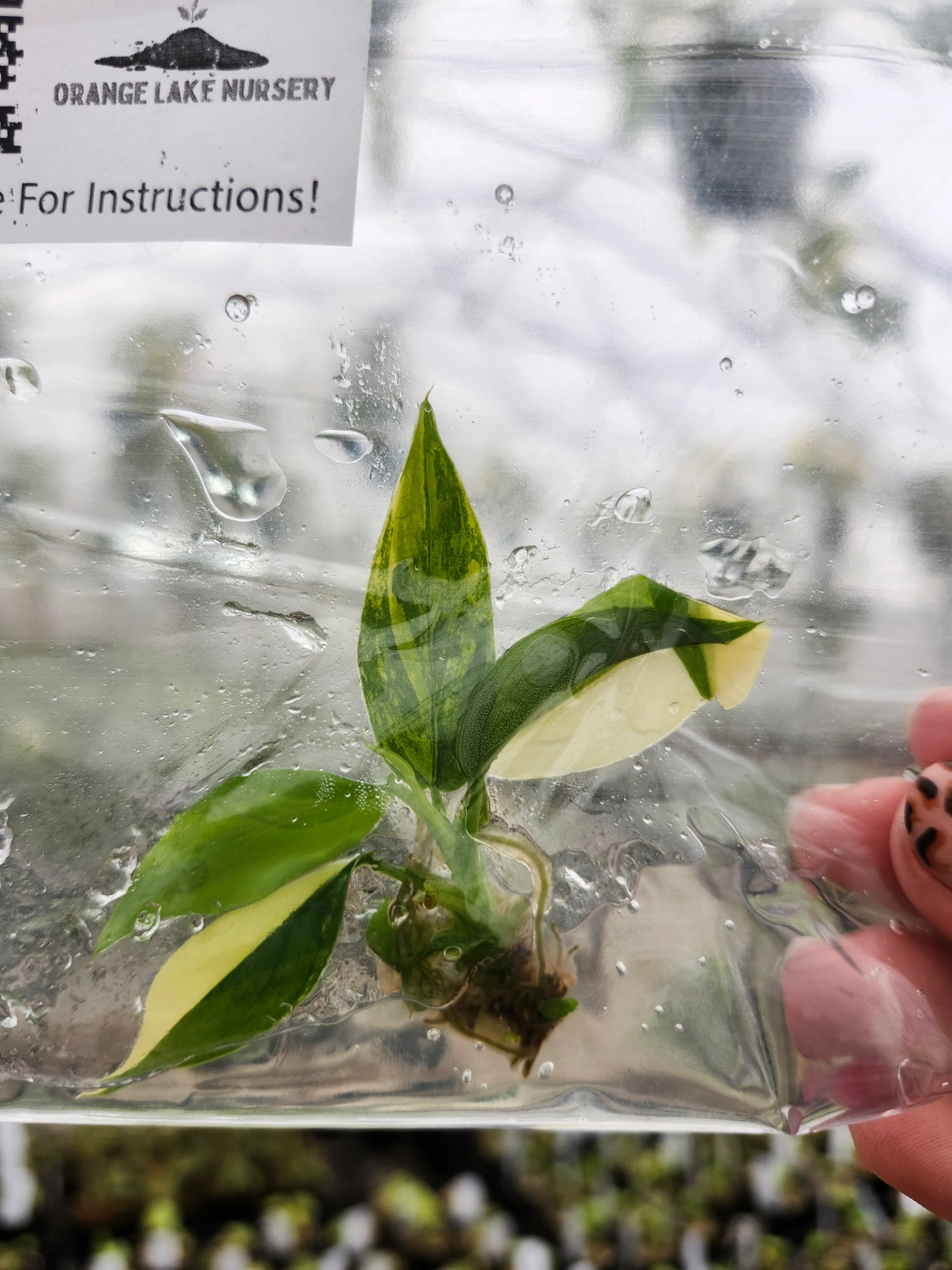 Philodendron Variegated Domesticum Tissue Culture - Image 5