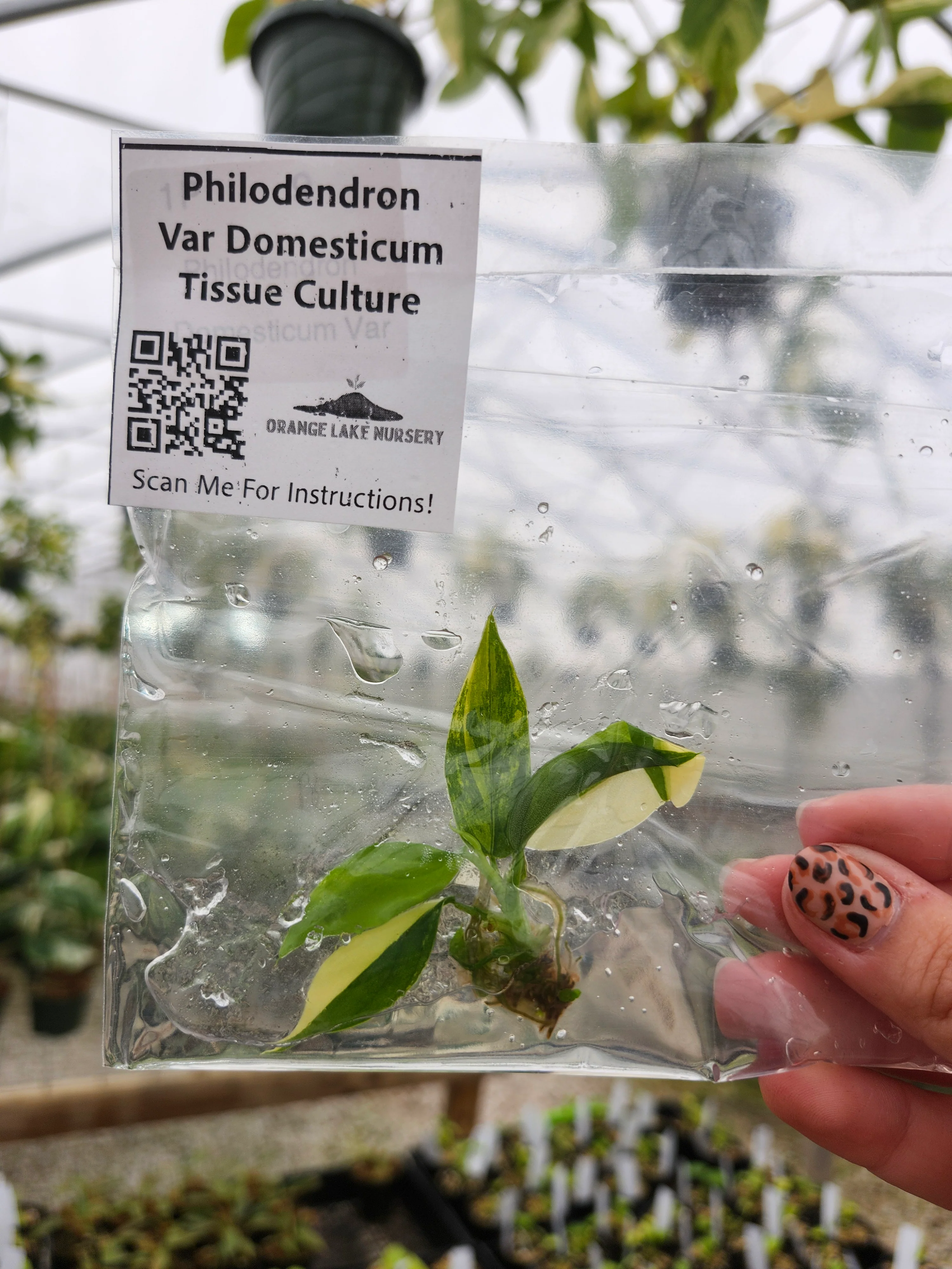 Philodendron Variegated Domesticum Tissue Culture - Image 6
