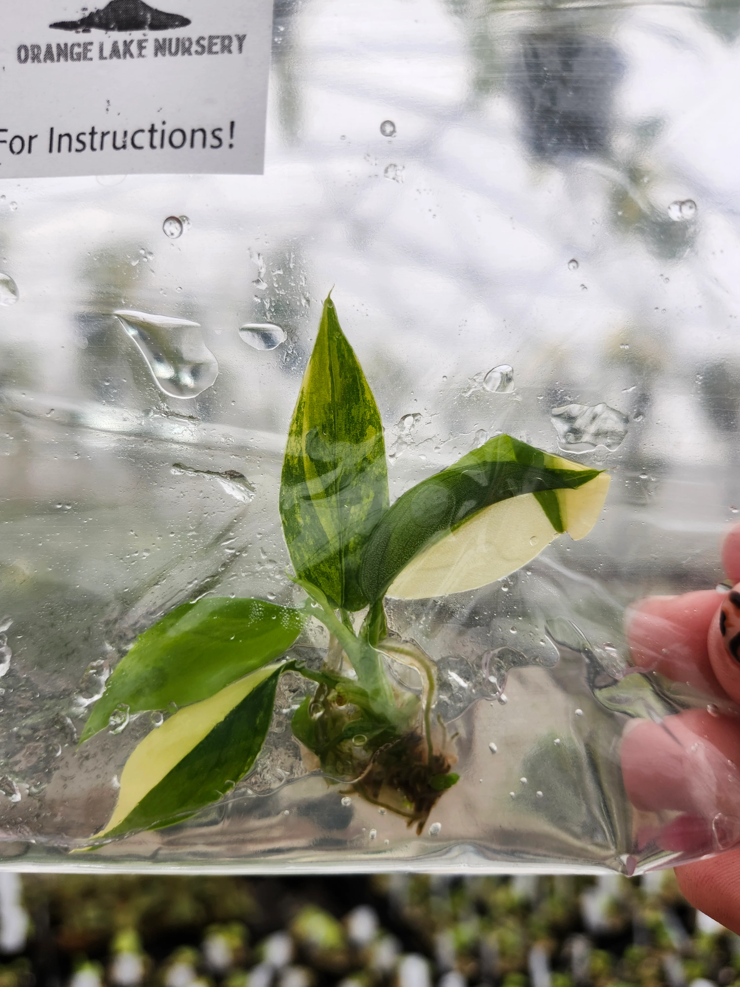 Philodendron Variegated Domesticum Tissue Culture - Image 7