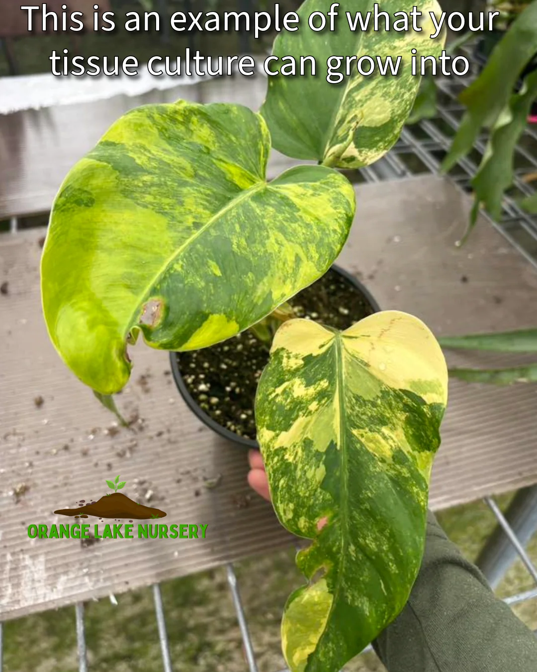 Philodendron Variegated Domesticum Tissue Culture - Image 8