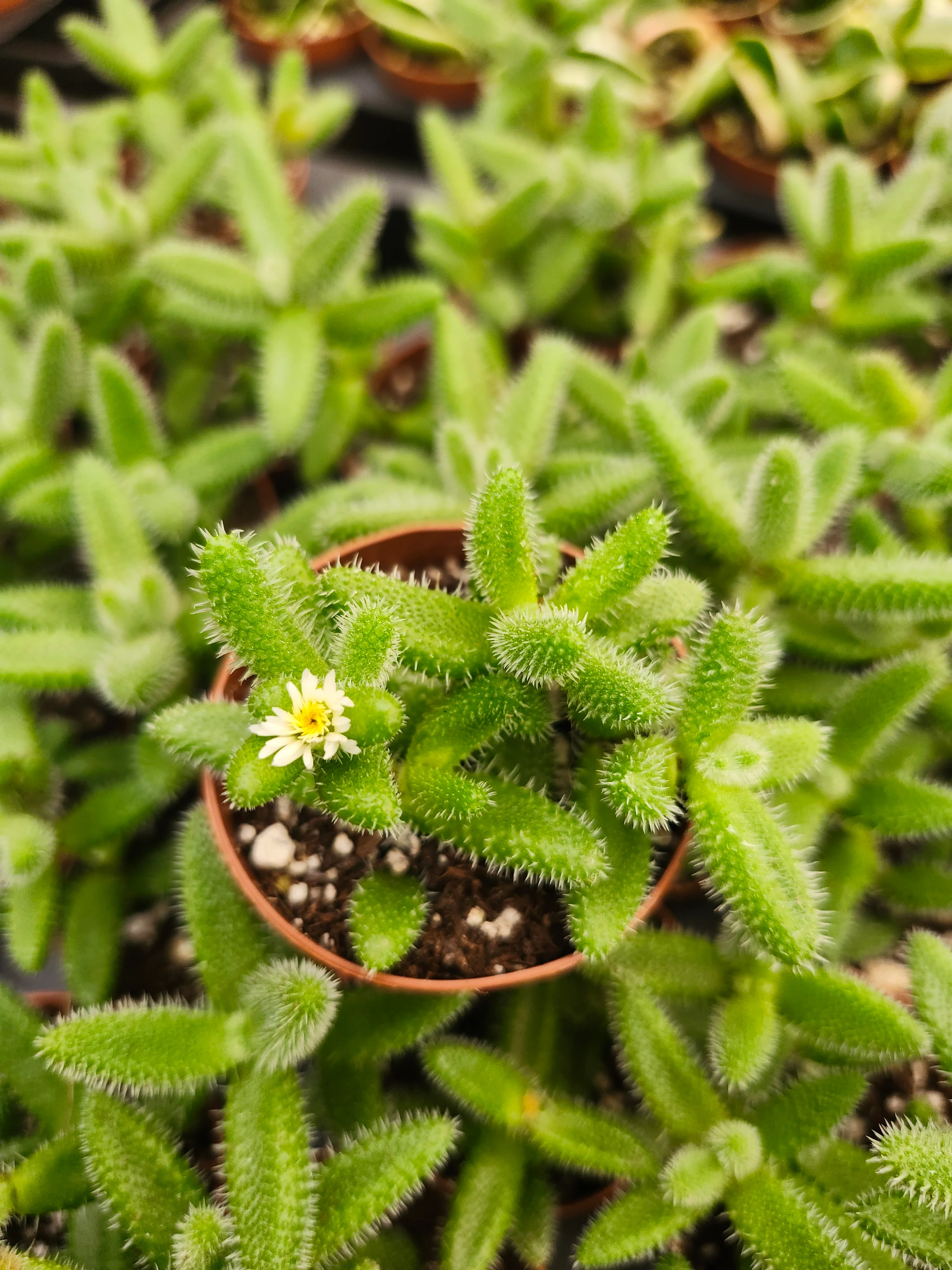 Delosperma Echinatum 'Pickle Plant'