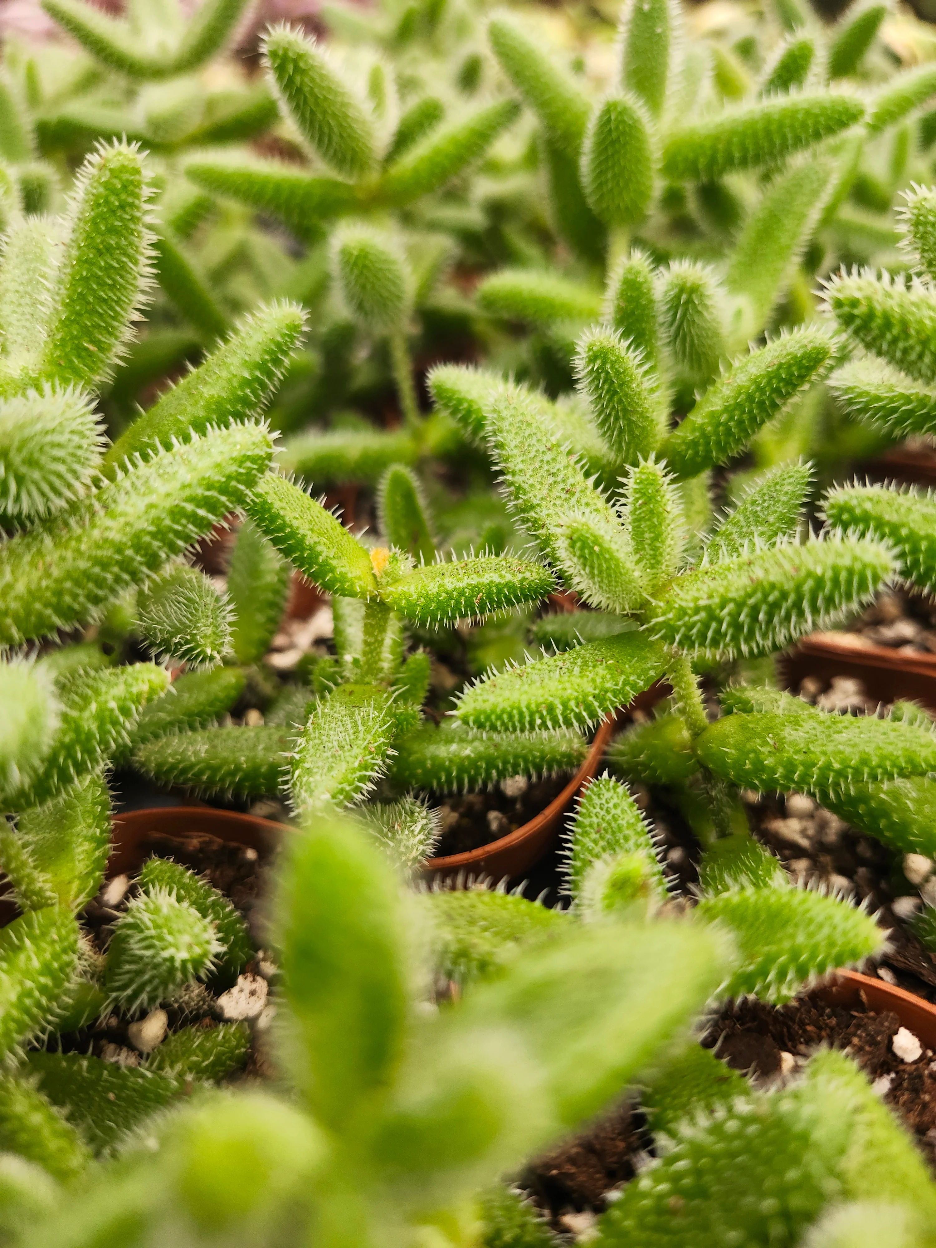 Delosperma Echinatum 'Pickle Plant' - Image 3