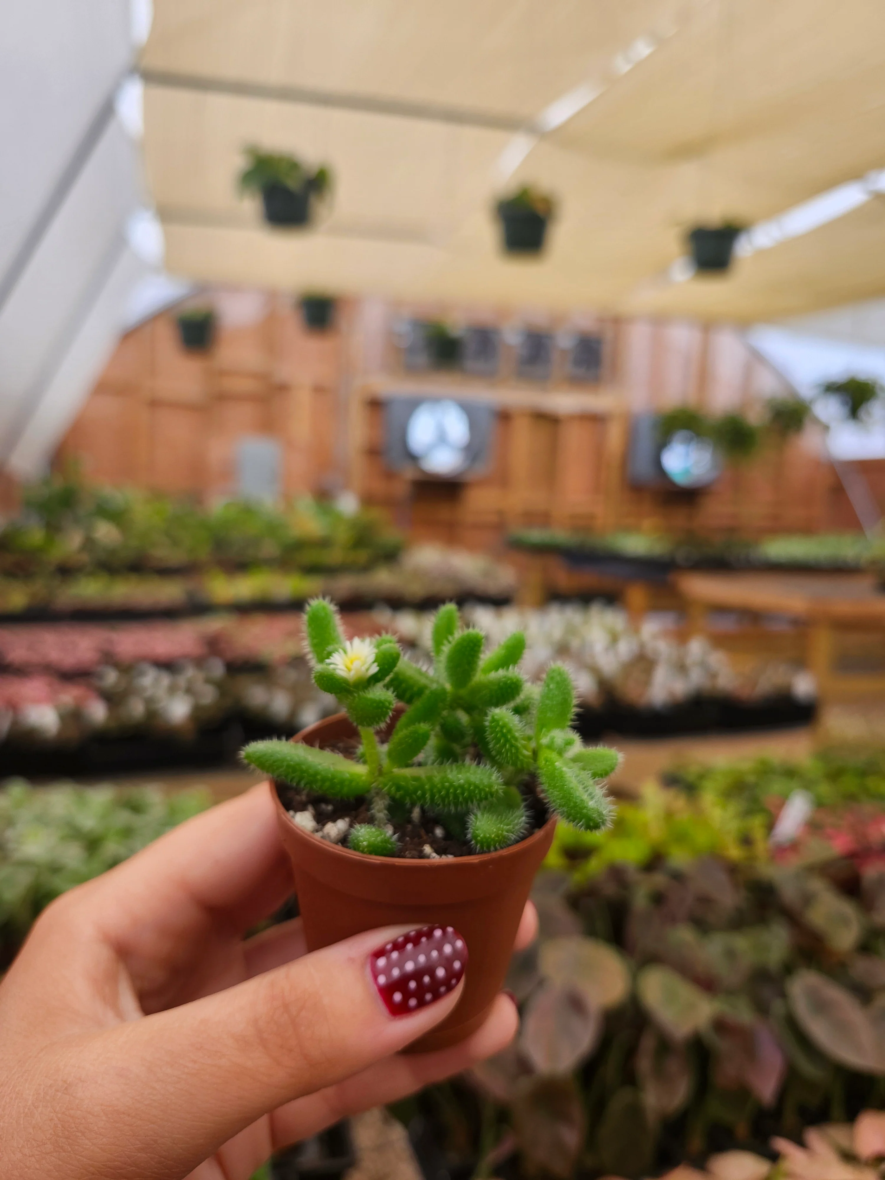 Delosperma Echinatum 'Pickle Plant' - Image 6